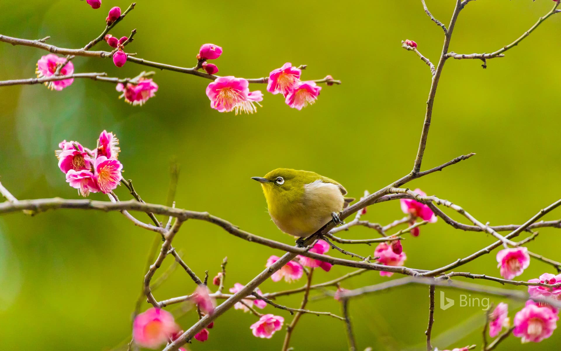 Bing Wallpaper: Warbling white-eye among plum blossoms in Yokohama, Japan