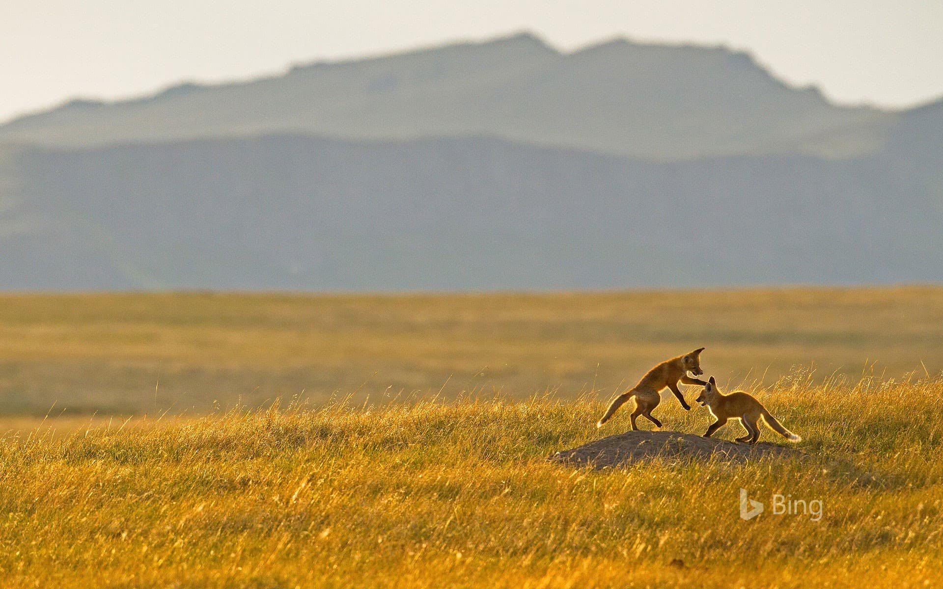 Bing Wallpaper: Fox kits playing in the Rocky Mountain foothills near Cascade, Montana