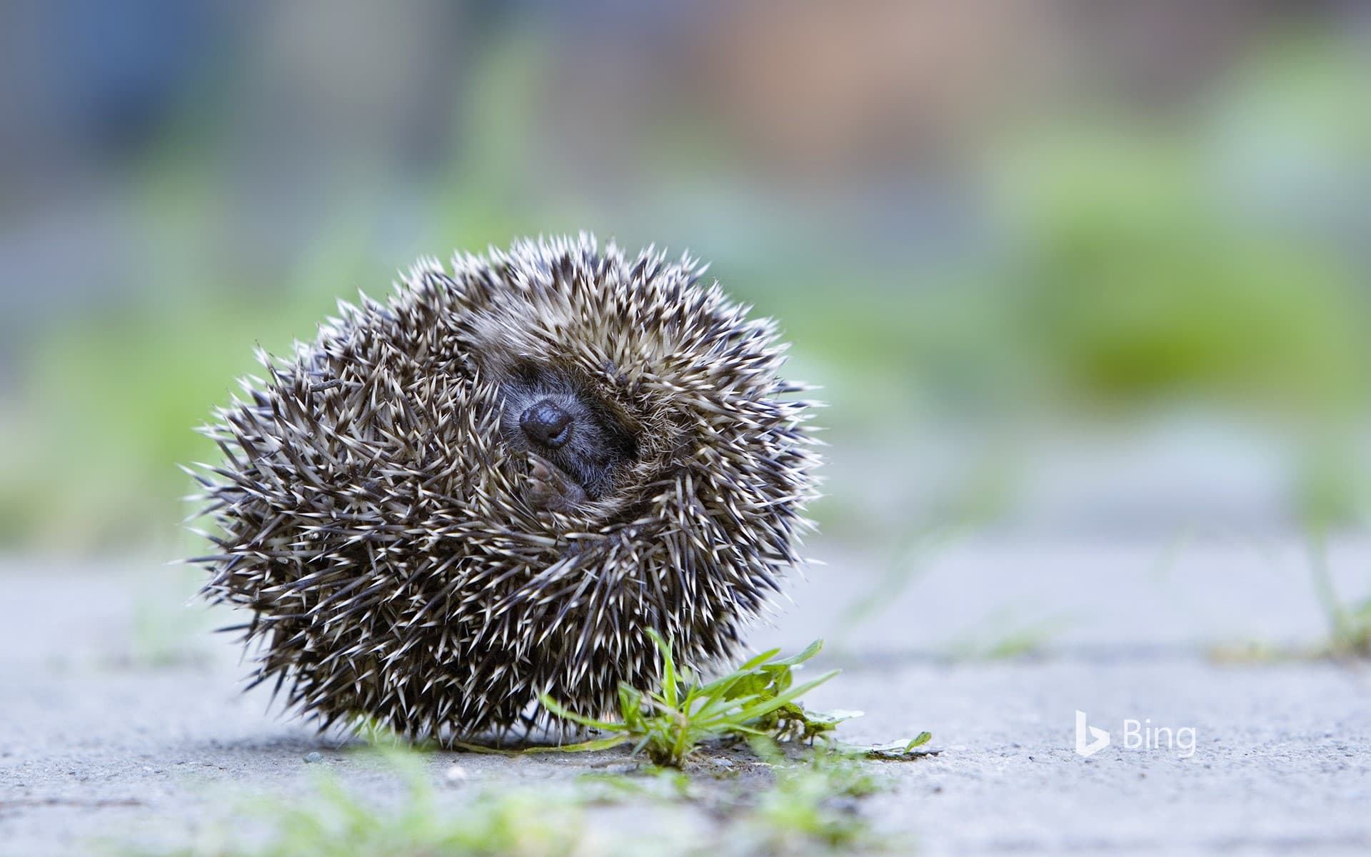 Bing Wallpaper: Brown-breasted hedgehog