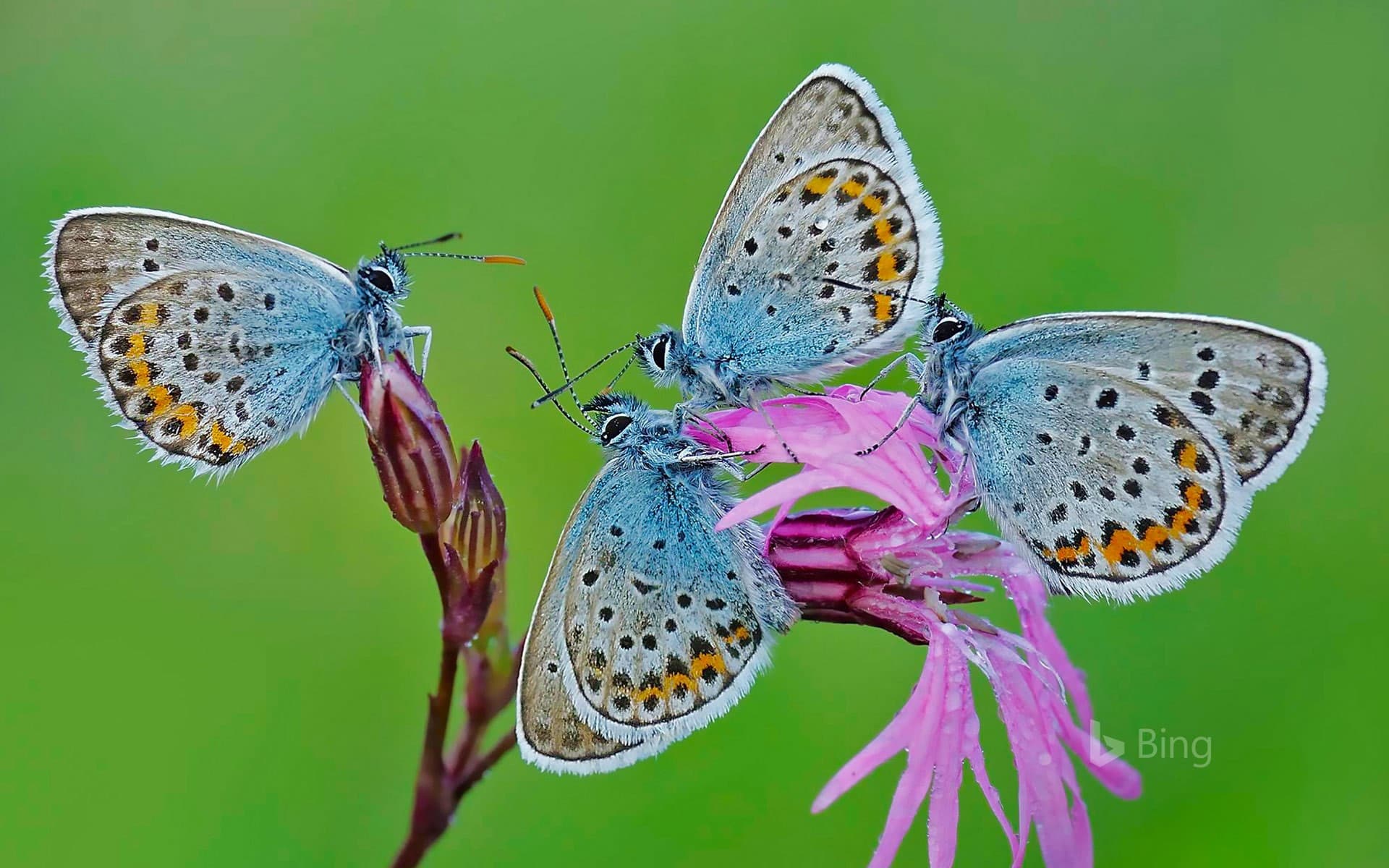 Bing Wallpaper: Butterflies in the Park of Castelli Romani, Italy
