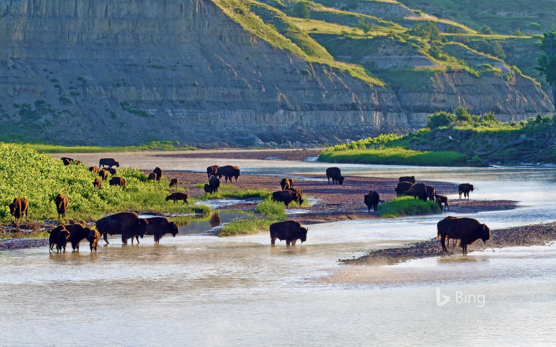 Bing Wallpaper: American bison on the Little Missouri River in Theodore Roosevelt National Park, North Dakota