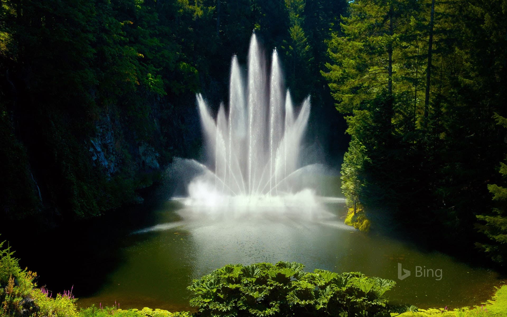 Bing Wallpaper: Ross Fountain at Butchart Gardens in Victoria, British Columbia, Canada