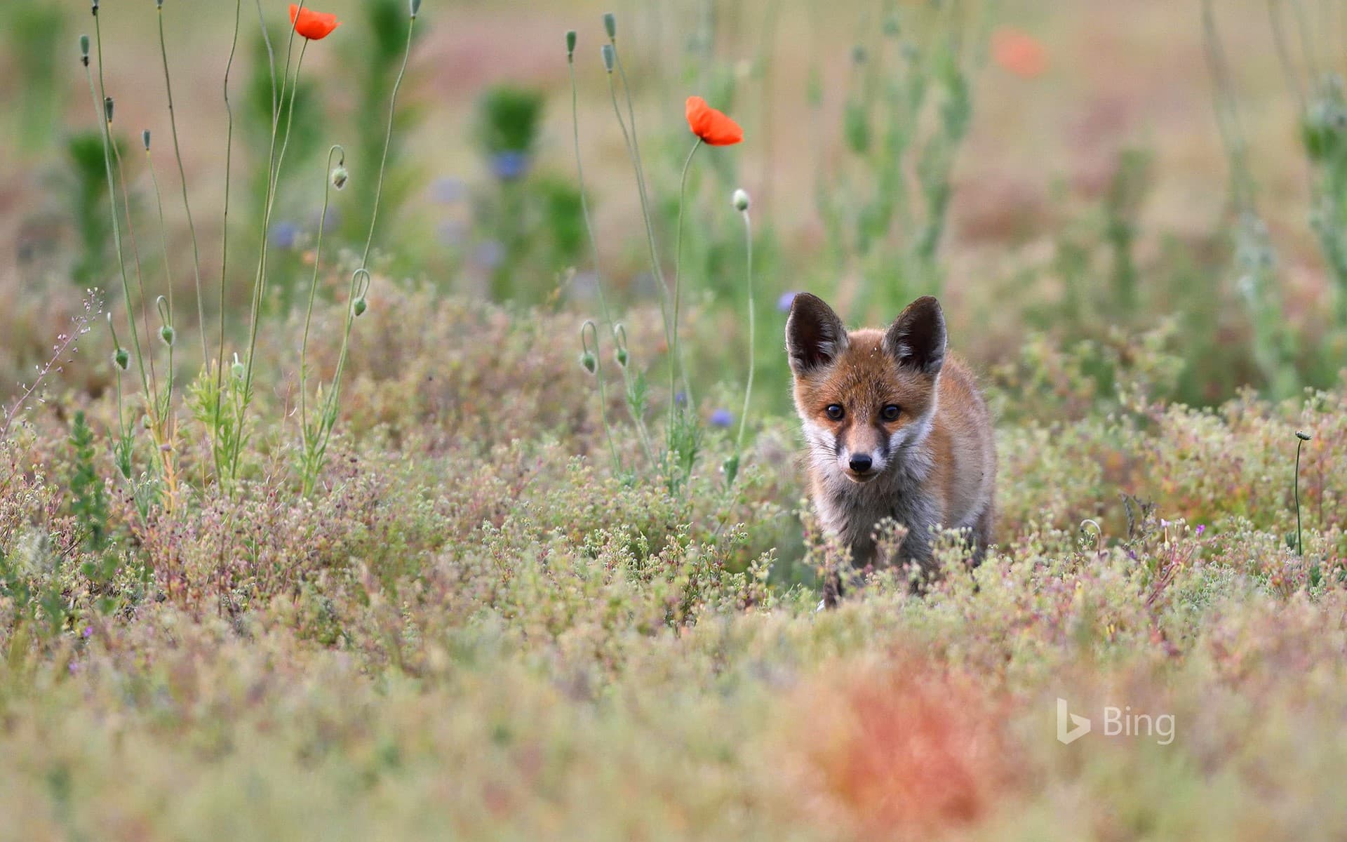 Bing Wallpaper: Young red fox with poppies, Lausitz, Saxony, Germany