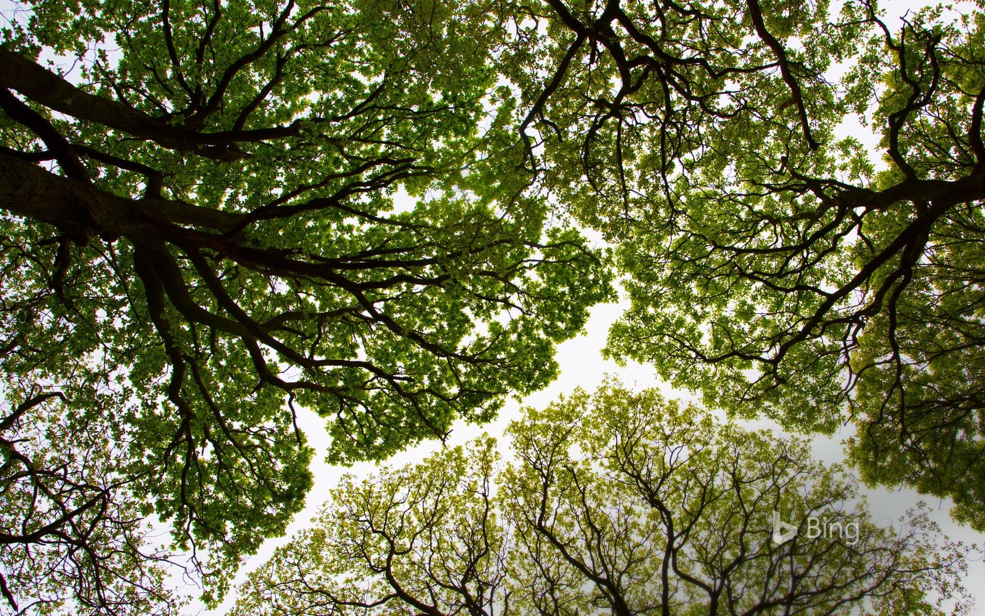 Bing Wallpaper: Oak tree canopy in Roudsea Wood, Cumbria