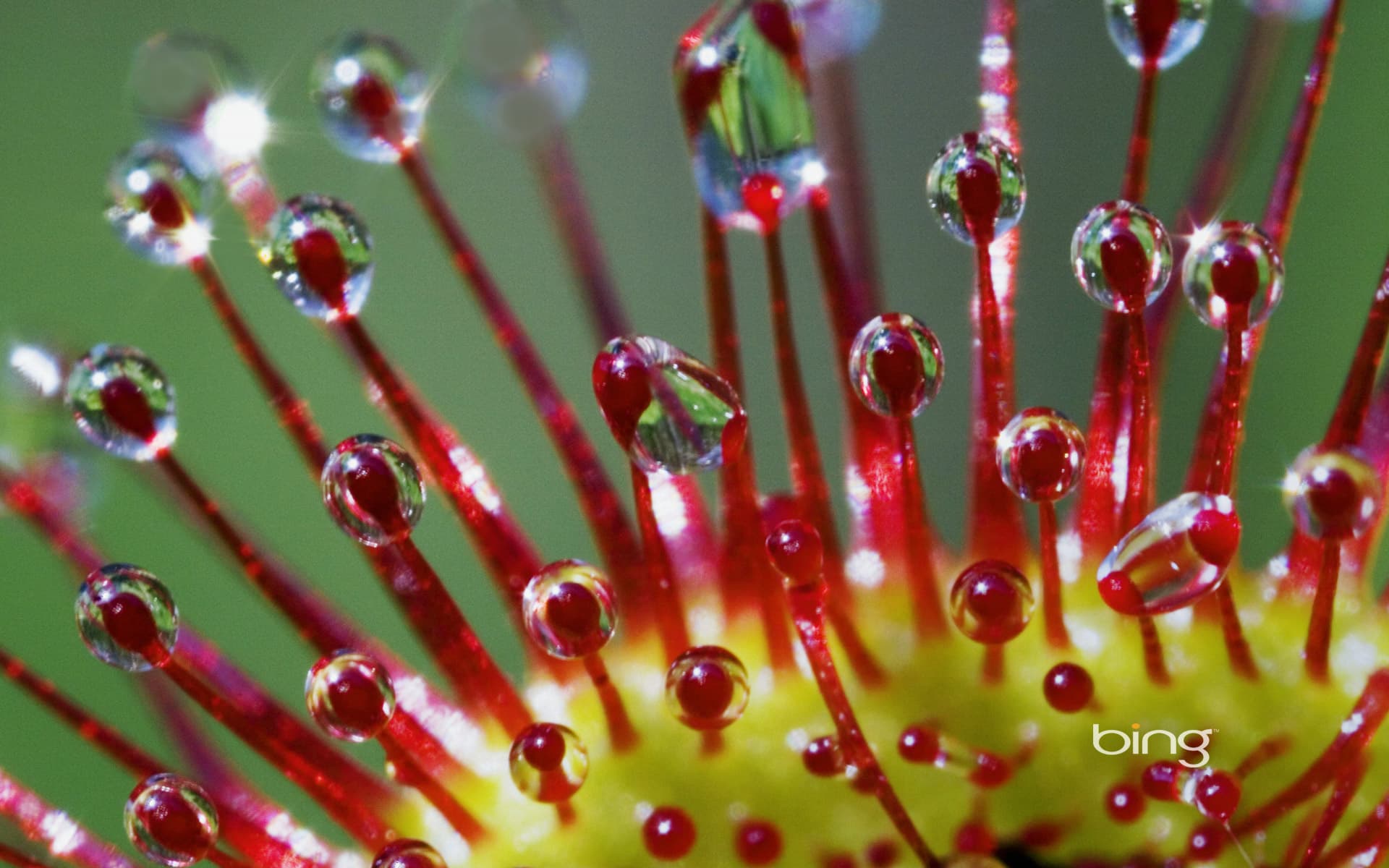 Bing Wallpaper: Round-leaved sundew (Drosera rotundifolia) tentacles