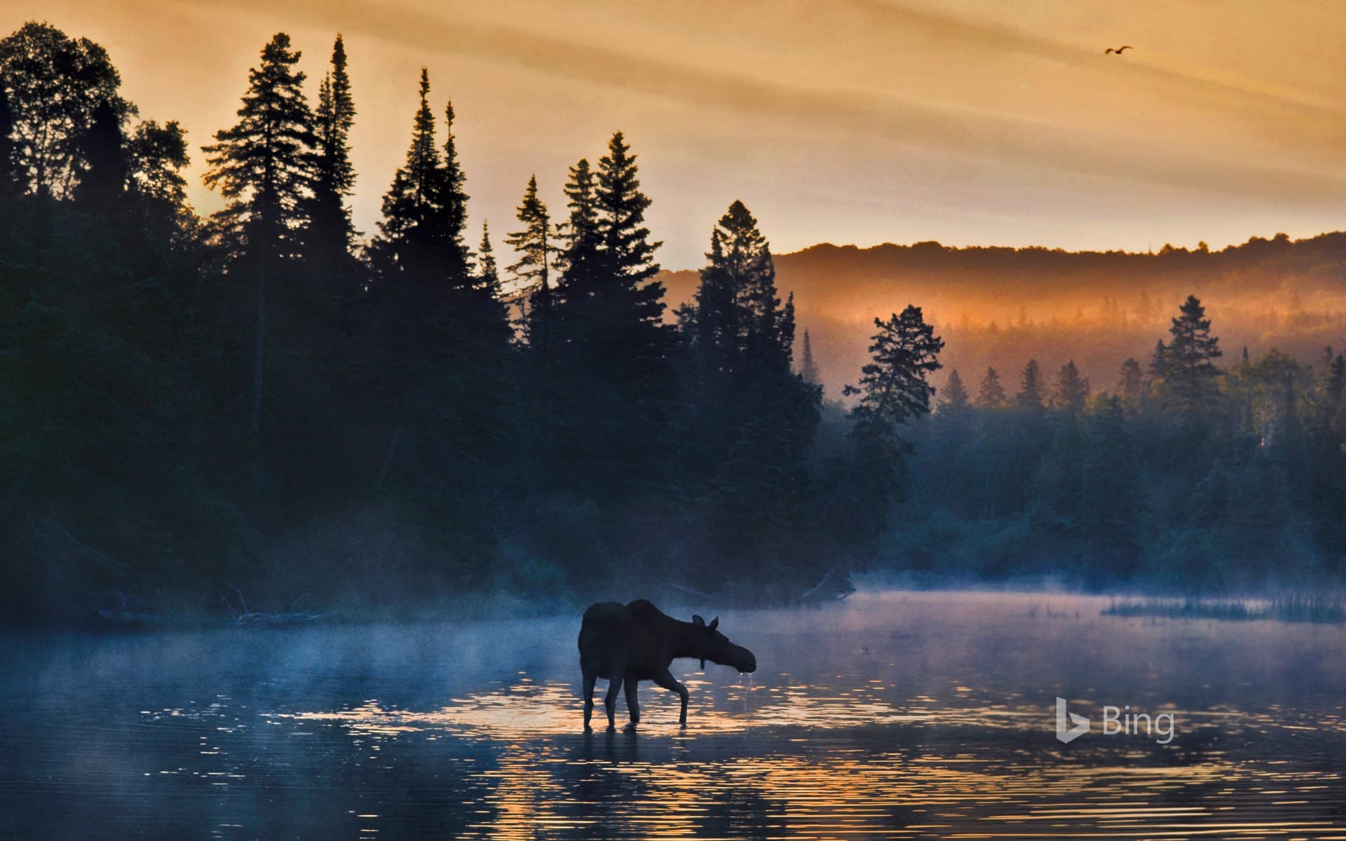 Bing Wallpaper: Western moose in Isle Royale National Park, Michigan