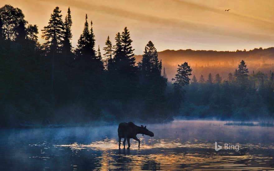 Western moose in Isle Royale National Park, Michigan