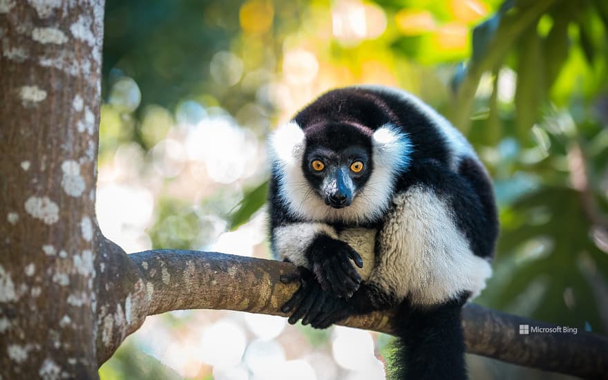 Black-and-white ruffed lemur in Madagascar