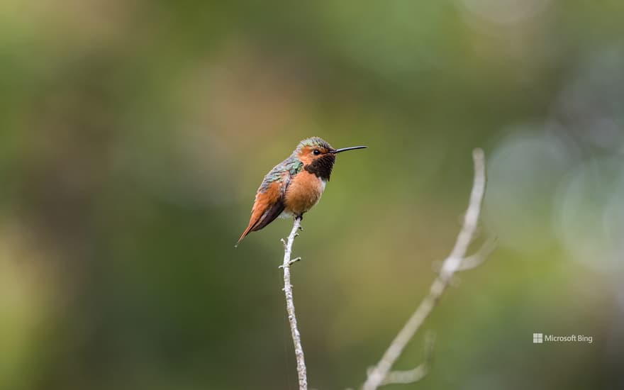 Rufous hummingbird, Golden Gate Park, San Francisco, California, United States