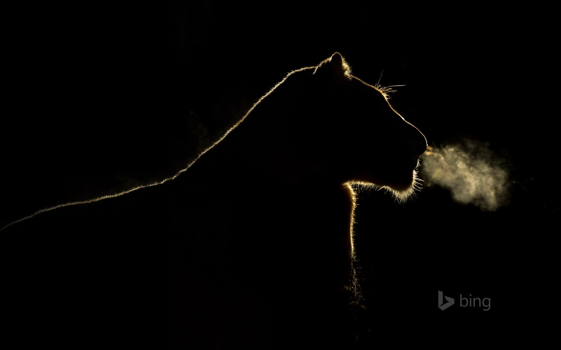 Bing Wallpaper: A lioness at night in the Sabi Sand Game Reserve, South Africa