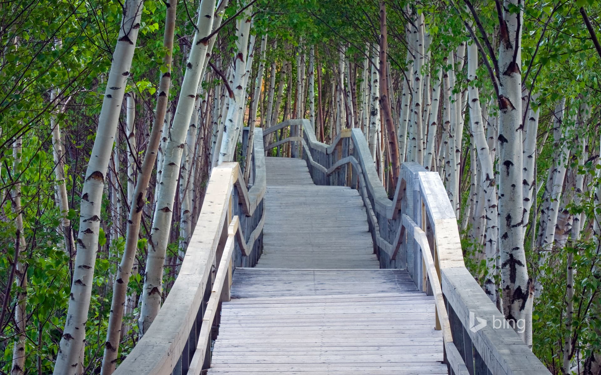Bing Wallpaper: Raised boardwalk and white birch trees in Sackville Waterfowl Park, Sackville, New Brunswick, Canada