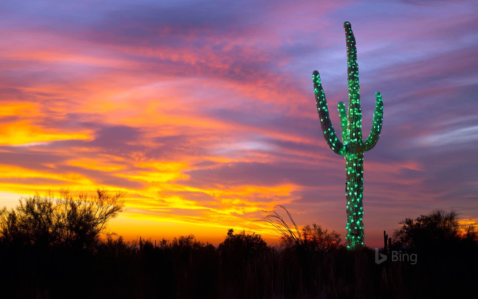 Bing Wallpaper: A saguaro cactus decorated with lights in Arizona