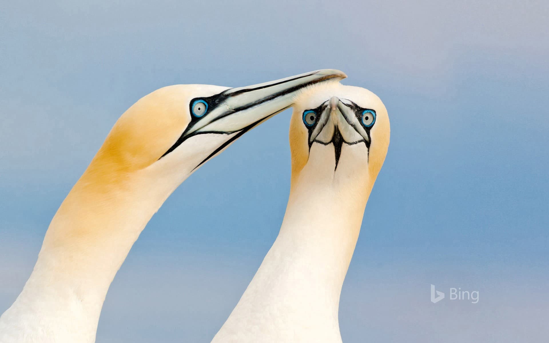 Bing Wallpaper: Northern gannets on the Saltee Islands, Ireland