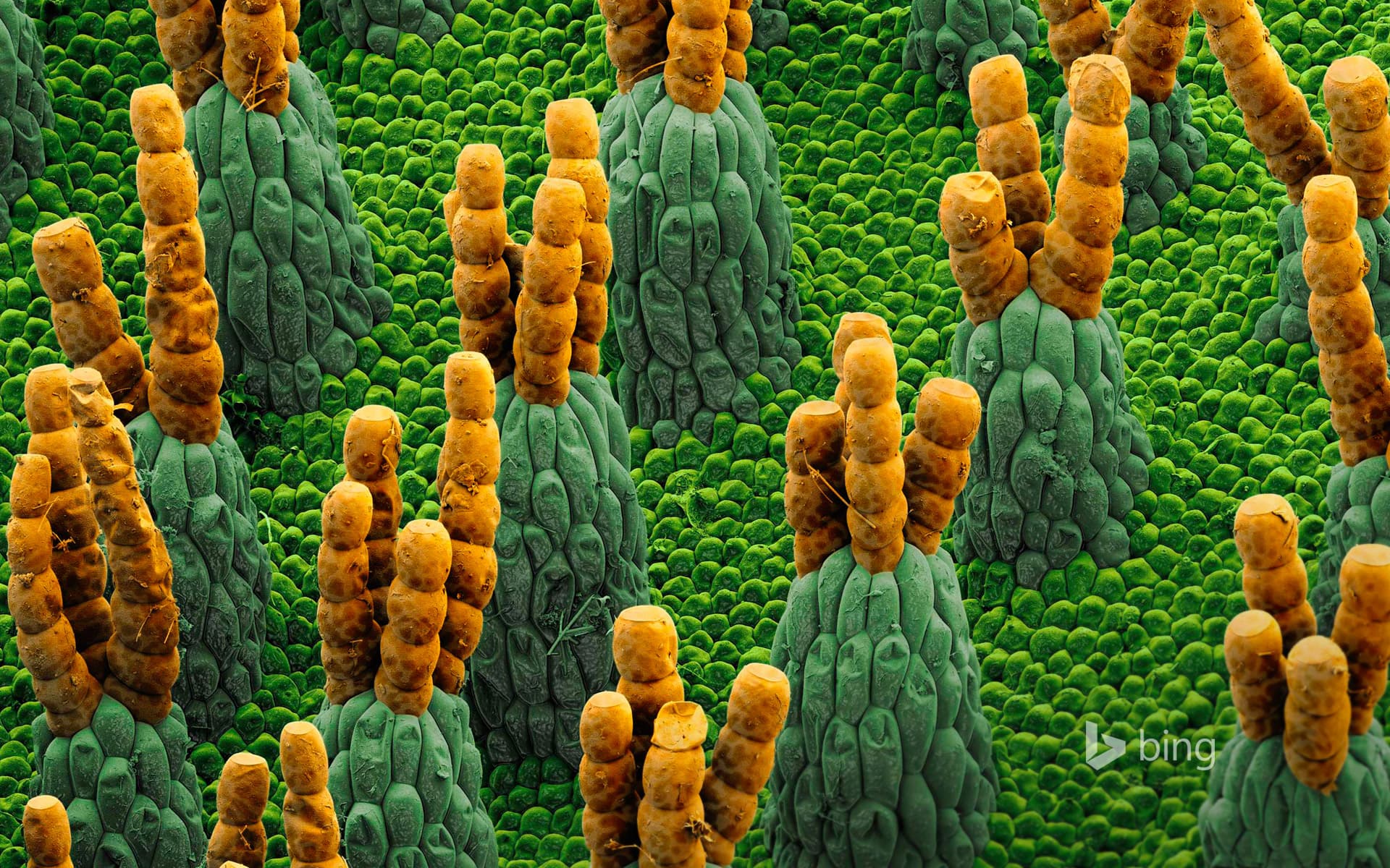 Bing Wallpaper: Microphotograph of giant salvinia, a water fern