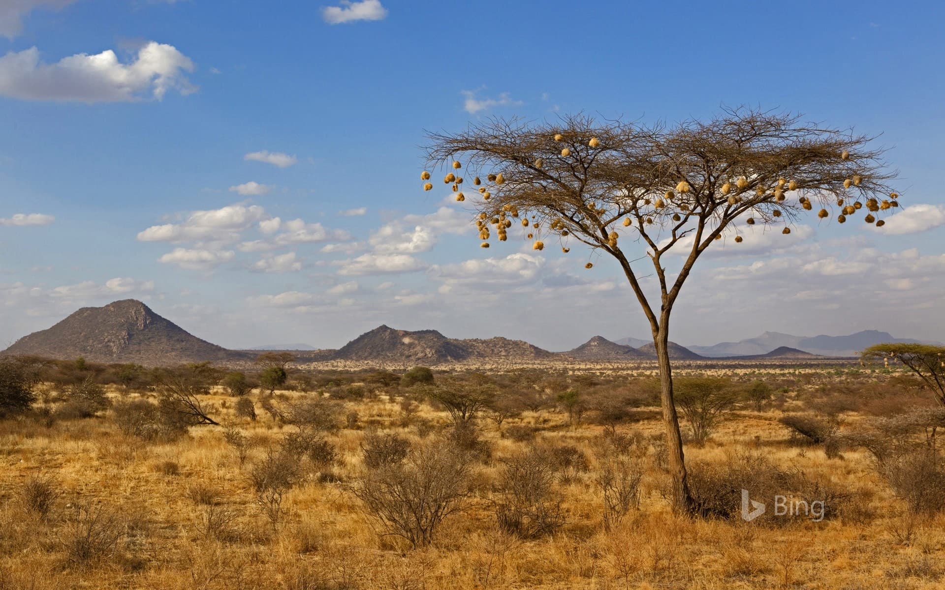Bing Wallpaper: Weaverbird nests hanging from acacia tree in Samburu National Reserve, Kenya