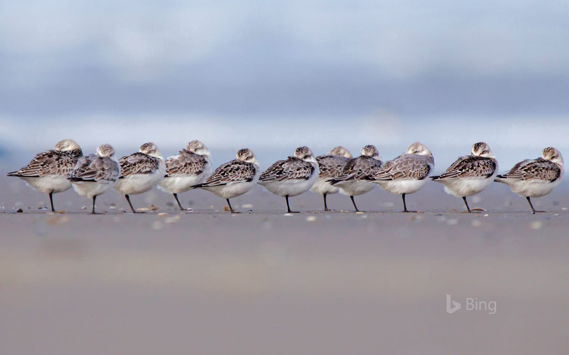 Bing Wallpaper: Sanderlings sleeping on a beach in Terschelling, Netherlands