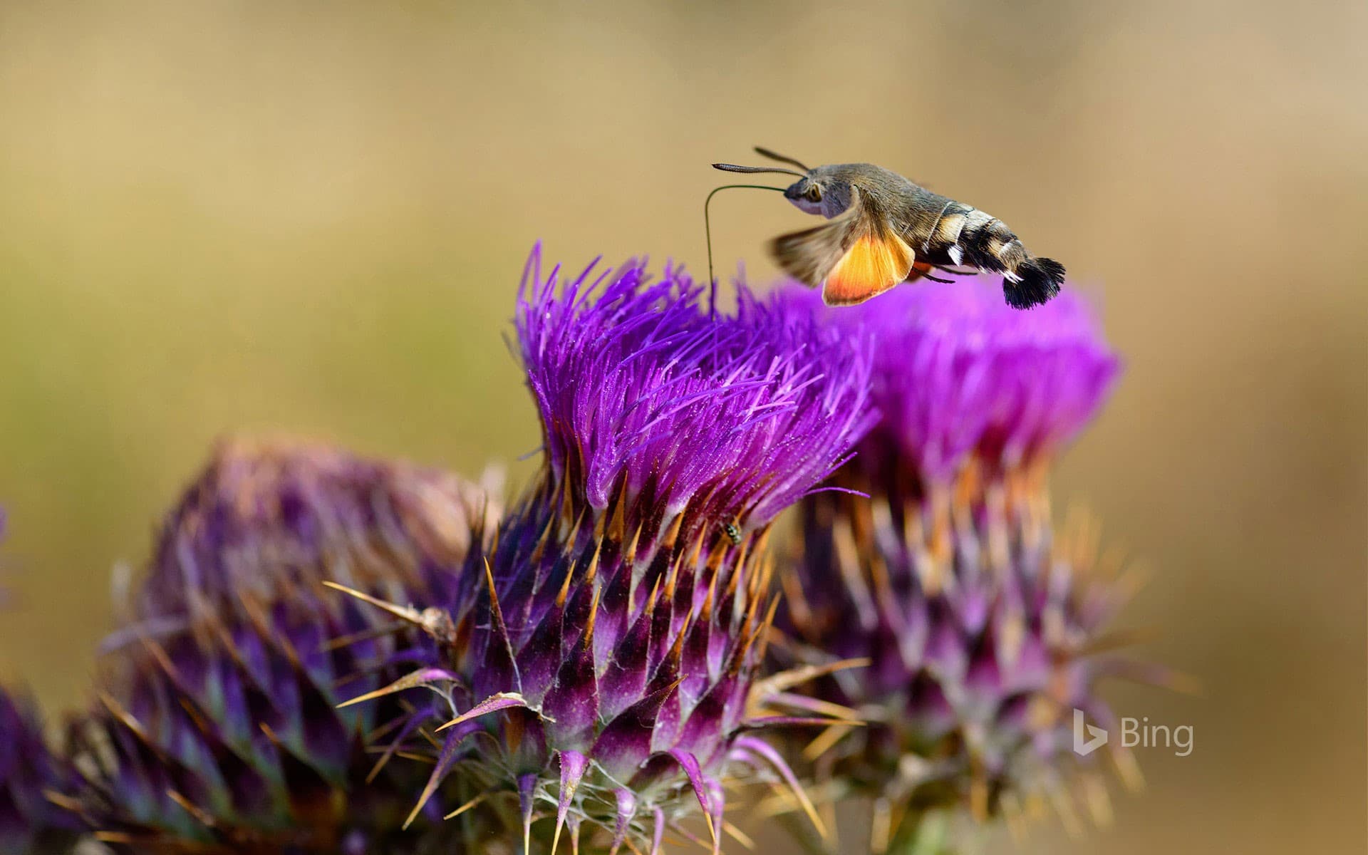Bing Wallpaper: Hummingbird hawk-moth feeding on flower, Sardinia, Italy