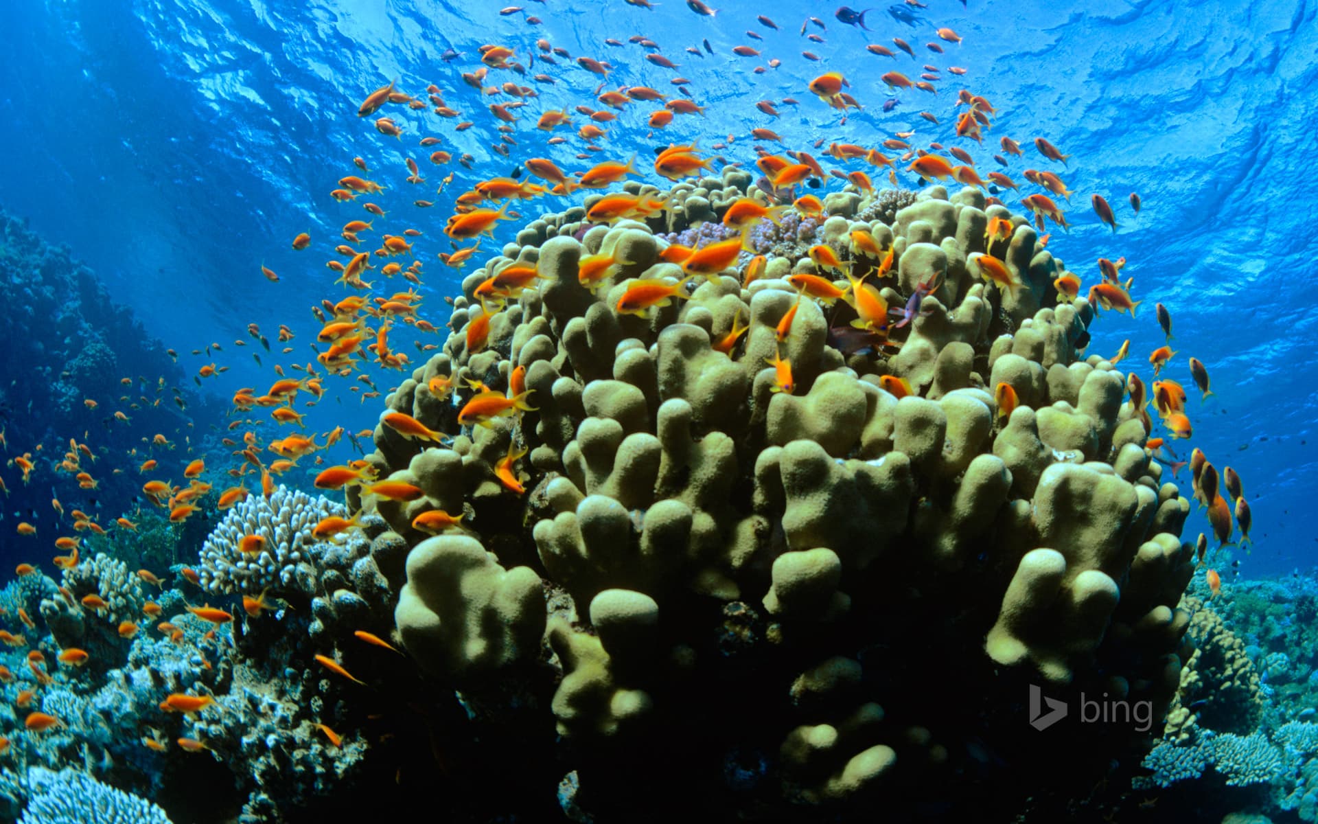 Bing Wallpaper: Scalefin anthias in the Red Sea at Ras Mohammed National Park in Egypt