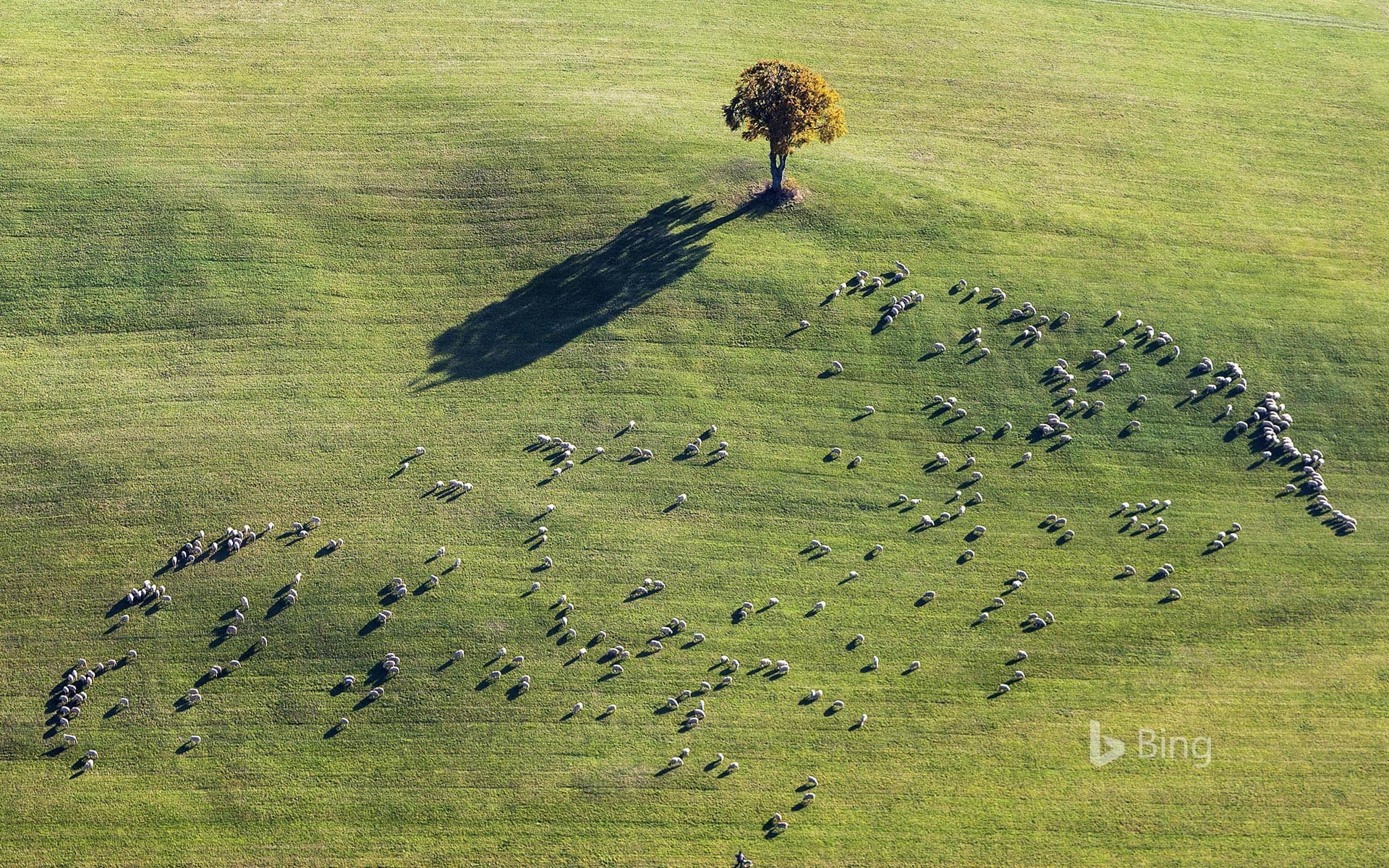 Bing Wallpaper: Sheep grazing near Ennabeuren, Heroldstatt, Baden-Wuerttemberg, Germany