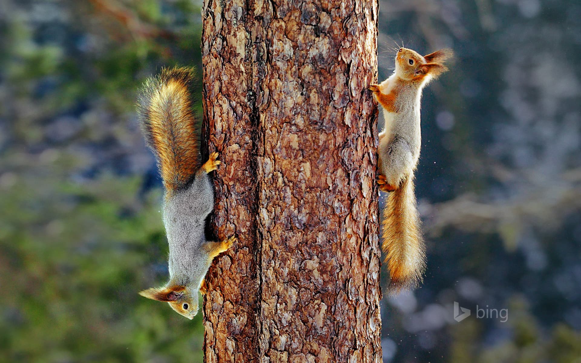 Bing Wallpaper: Eurasian red squirrels in Finland