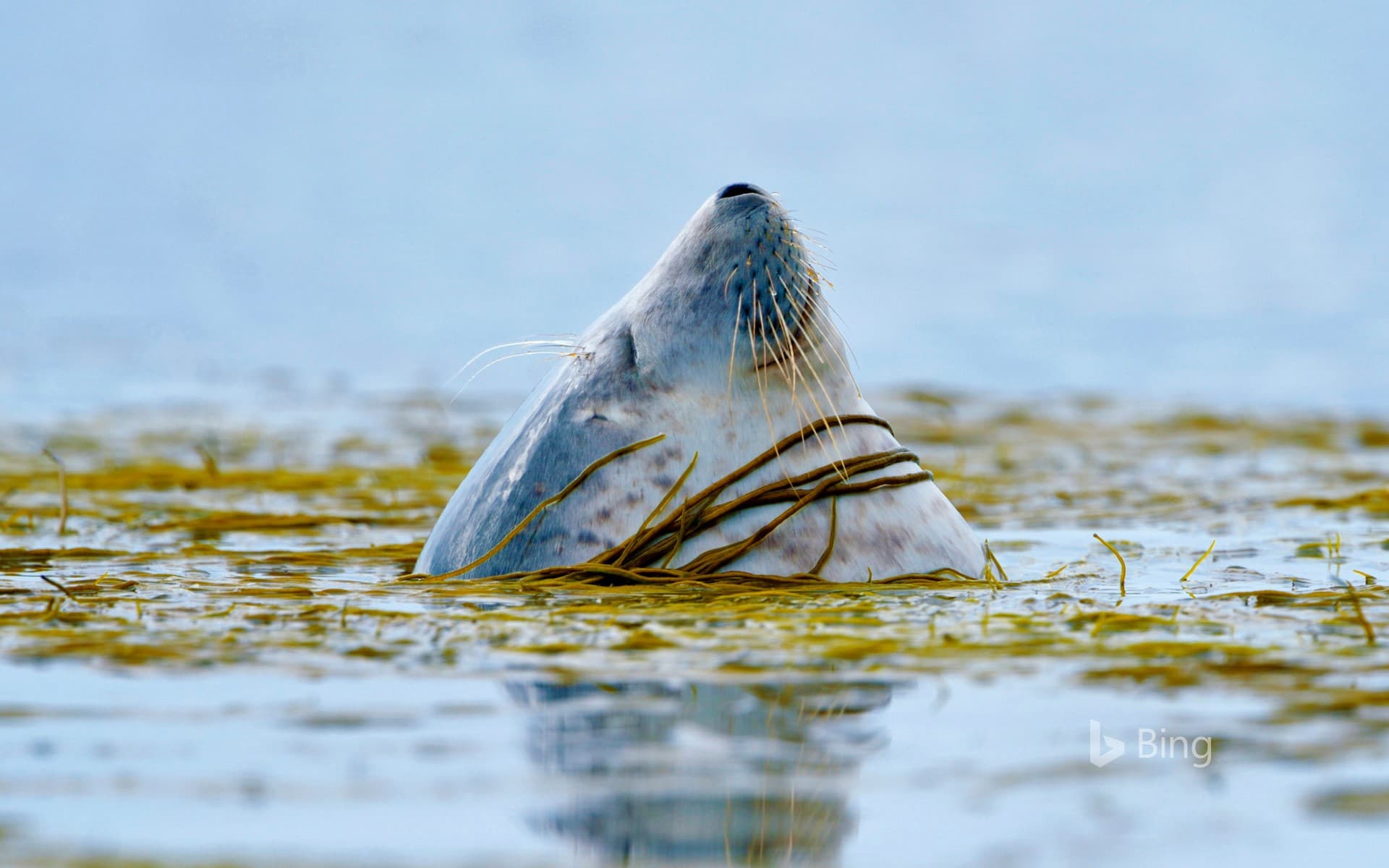 Bing Wallpaper: A harbour seal near Islay, Scotland
