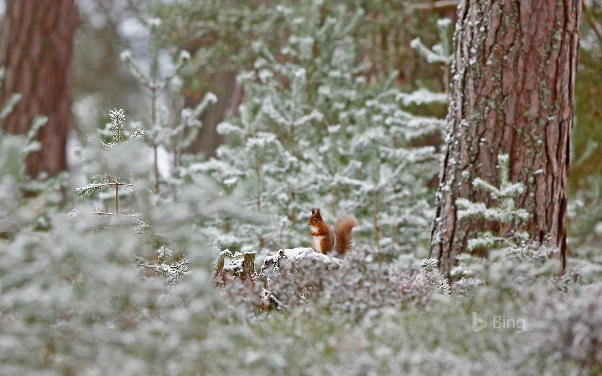 Bing Wallpaper: Red squirrel in Cairngorms National Park, Scotland