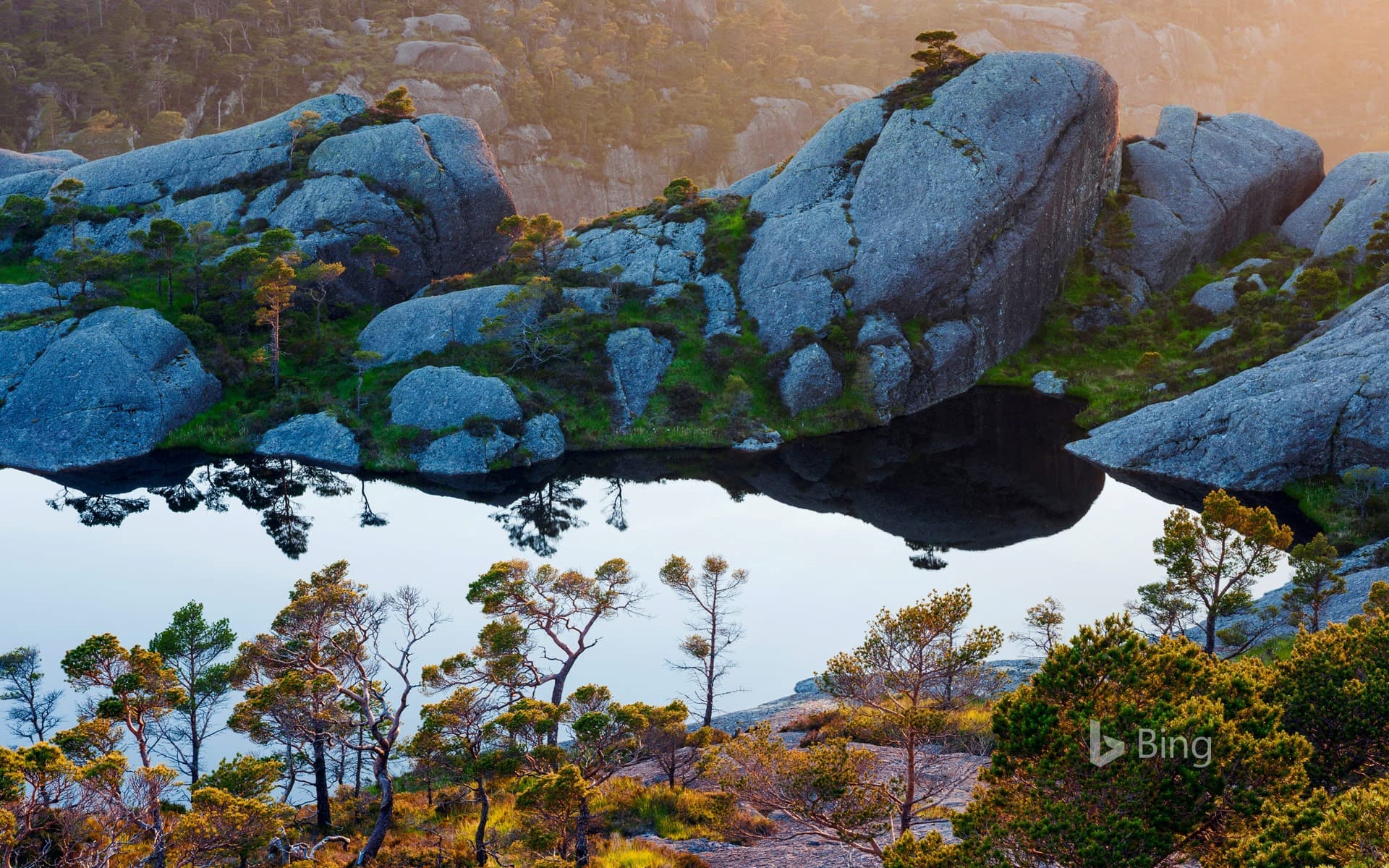 Bing Wallpaper: Scots pine trees on Sula island, Sogn og Fjordane, Norway