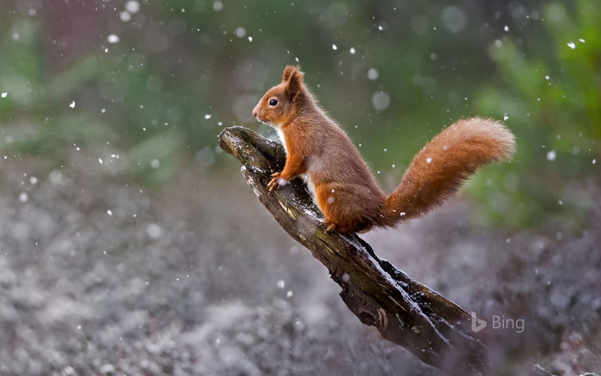 Bing Wallpaper: A red squirrel in Cairngorms National Park, Scotland