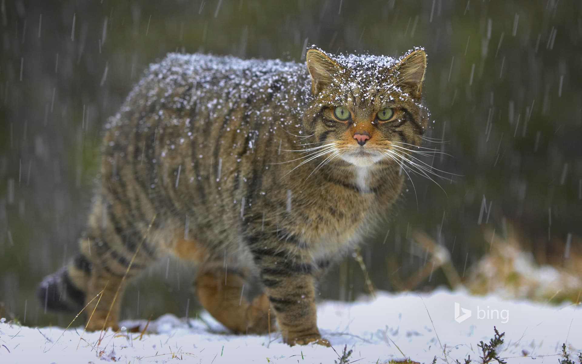 Bing Wallpaper: Wildcat in Scotland
