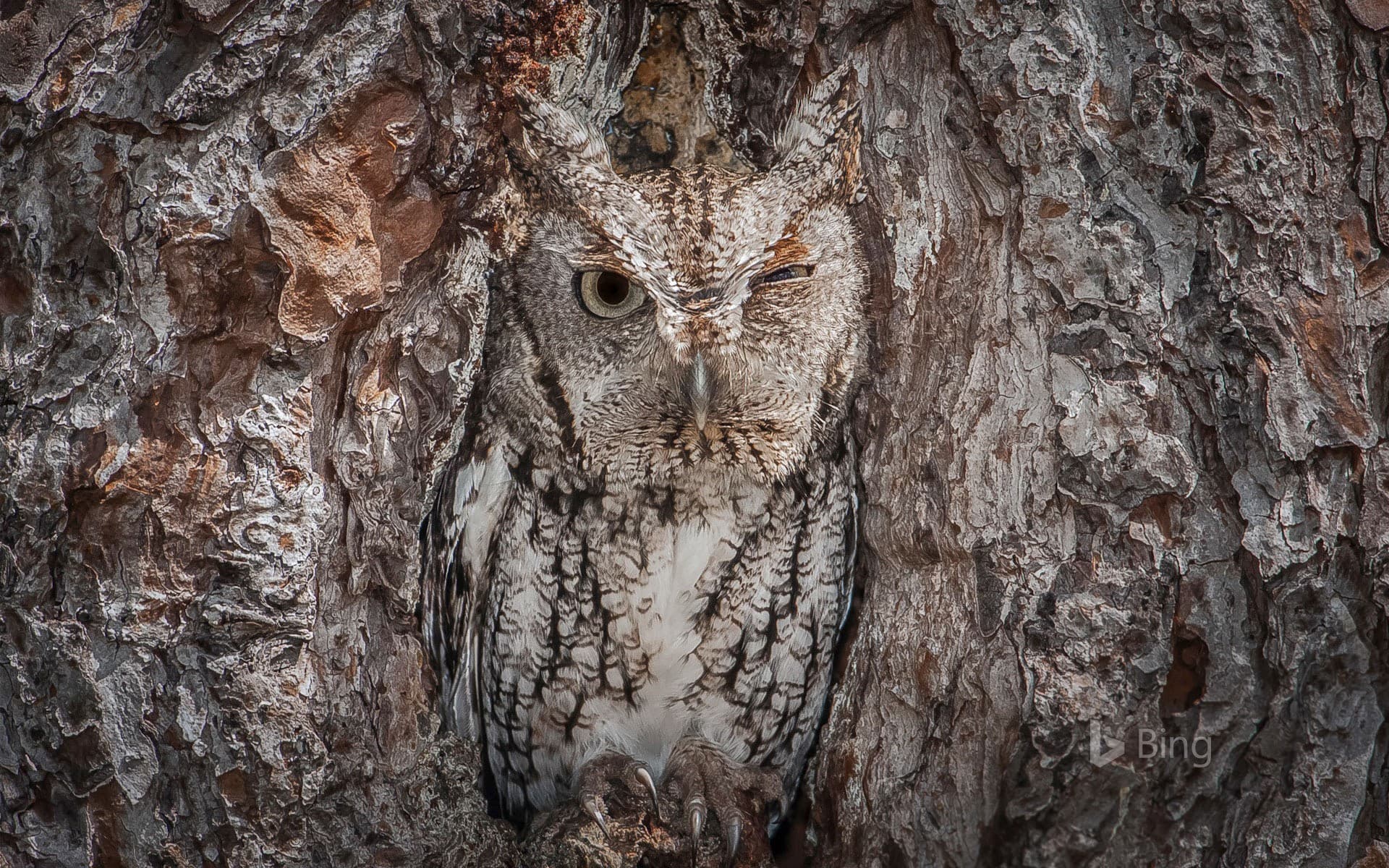 Bing Wallpaper: An eastern screech owl in the Okefenokee National Wildlife Refuge, Georgia, USA