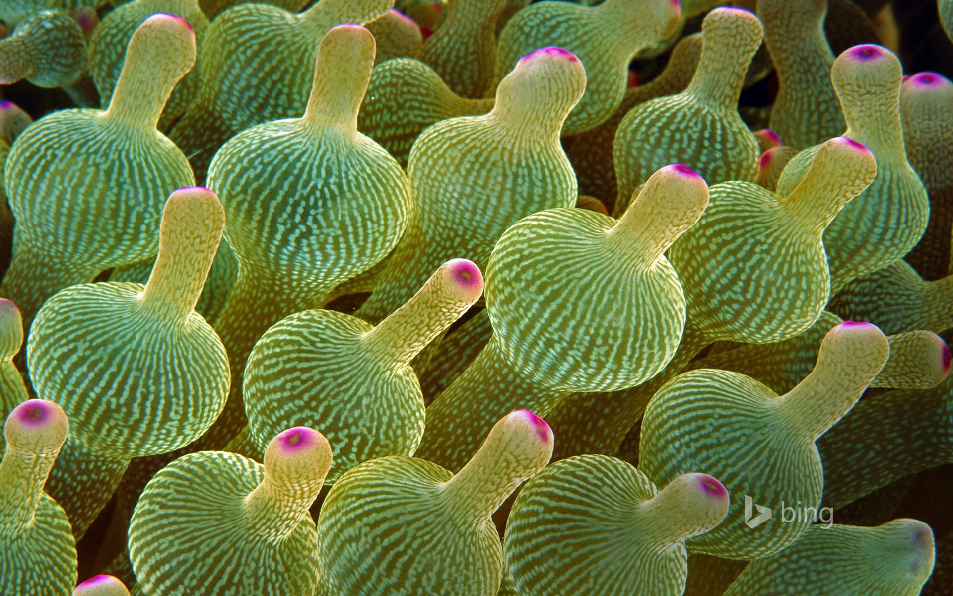 Bing Wallpaper: Bubble-tip sea anemone in the Great Barrier Reef