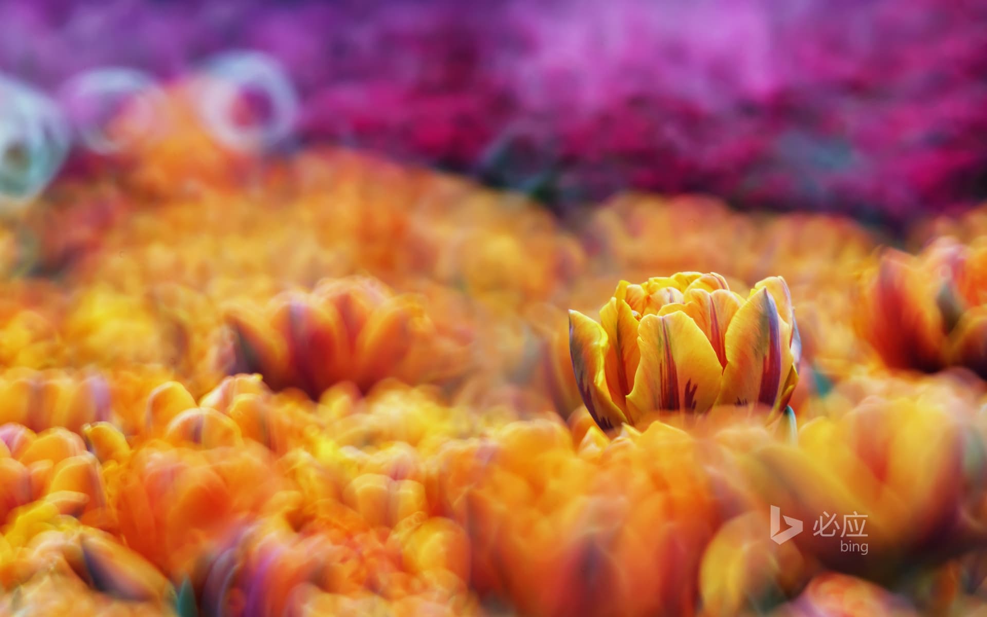 Bing Wallpaper: Sea of flowers