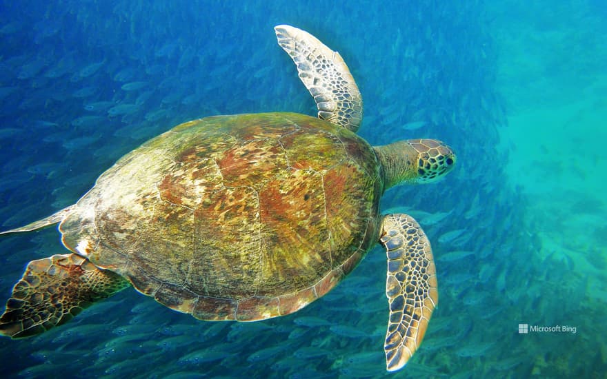 Sea turtle, Fernando de Noronha, Brazil