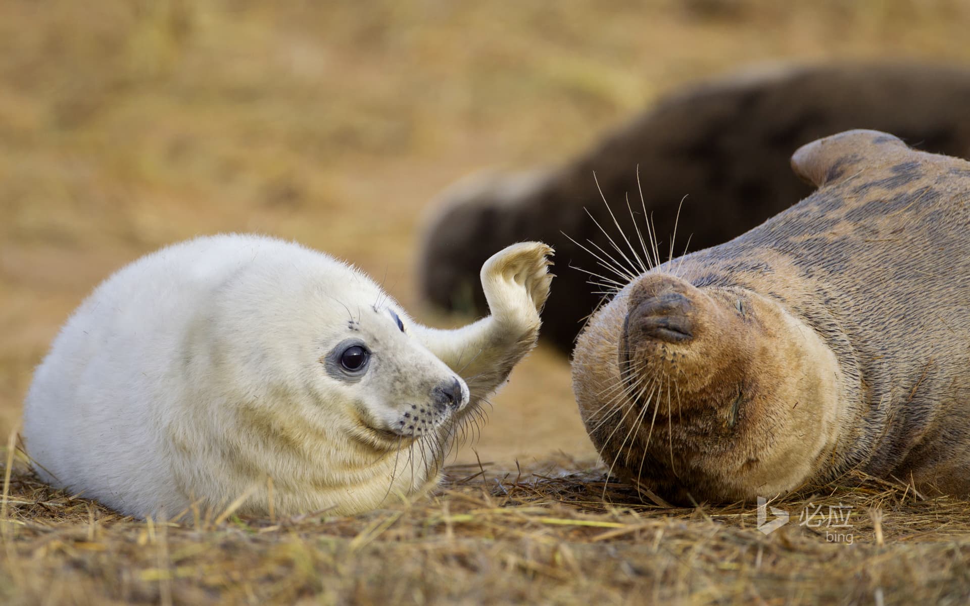 Bing Wallpaper: Atlantic grey seal, baby trying to wake up its sleeping mother
