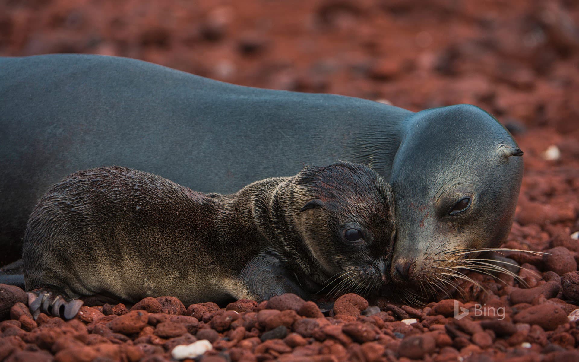 Bing Wallpaper: Galápagos sea lion and pup, Rábida Island, Galápagos Islands, Ecuador