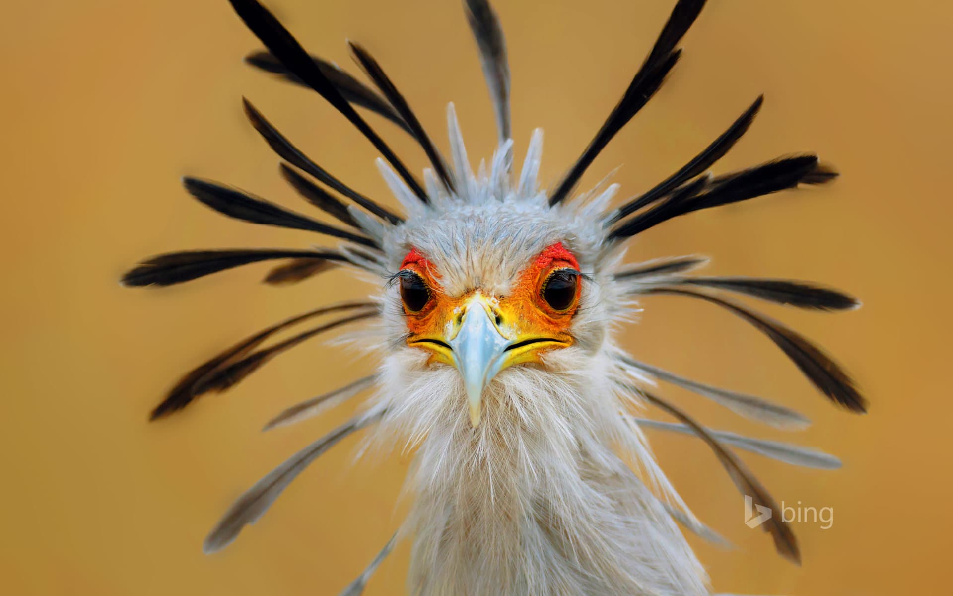 Bing Wallpaper: Secretary bird, Kruger National Park, South Africa