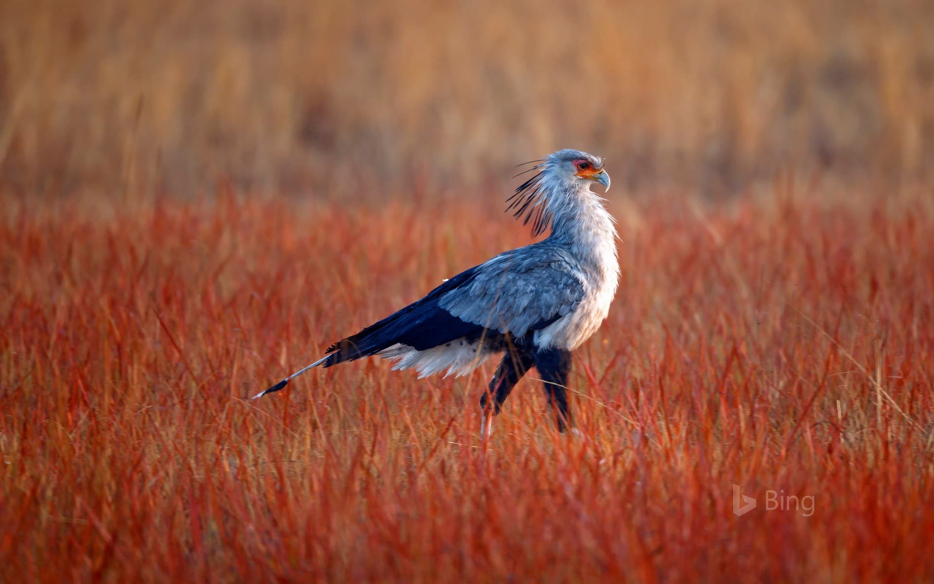 Bing Wallpaper: Secretarybird hunting for food in Rietvlei Nature Reserve, South Africa