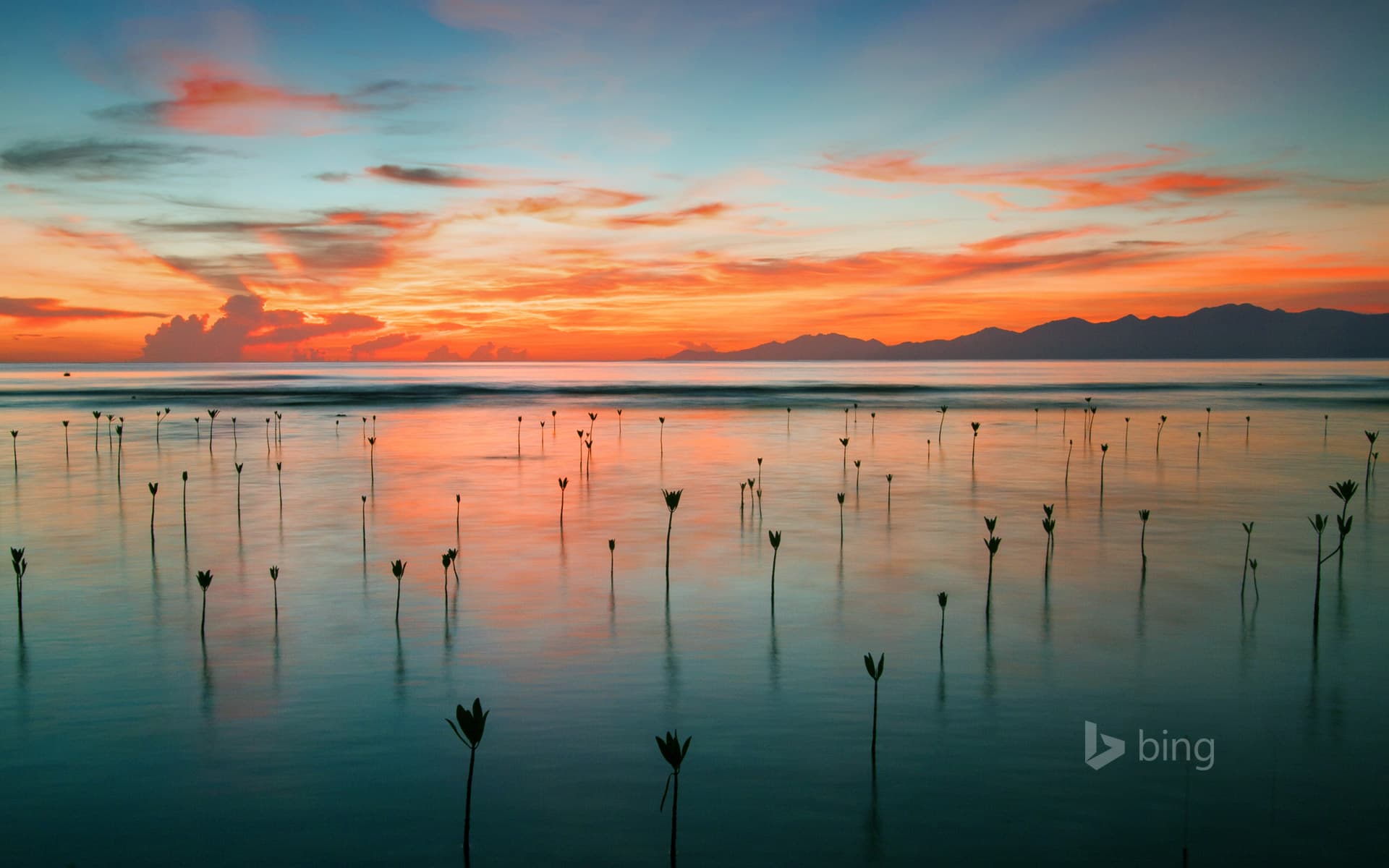 Bing Wallpaper: Seedling mangroves in Cayos Cochinos, Honduras