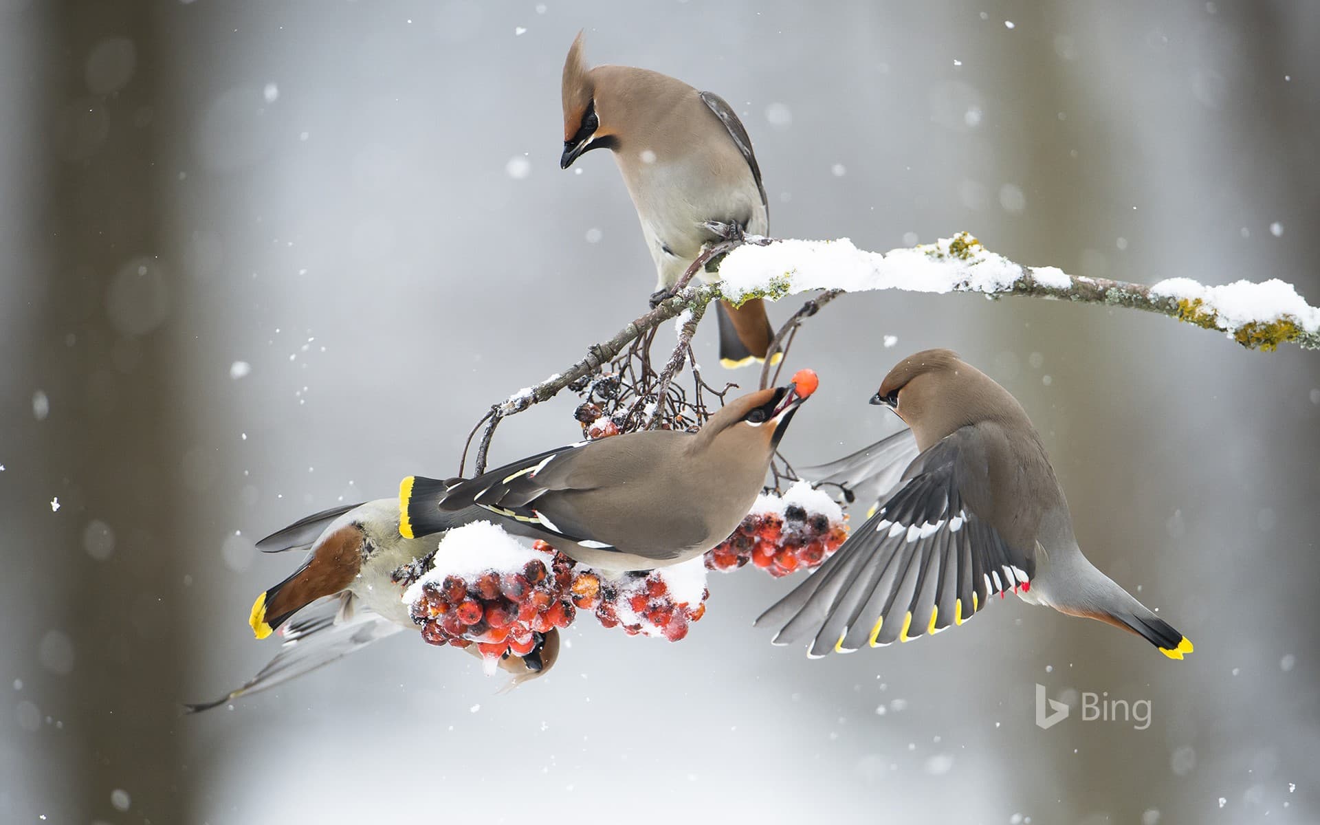 Bing Wallpaper: Waxwings feeding on rowans