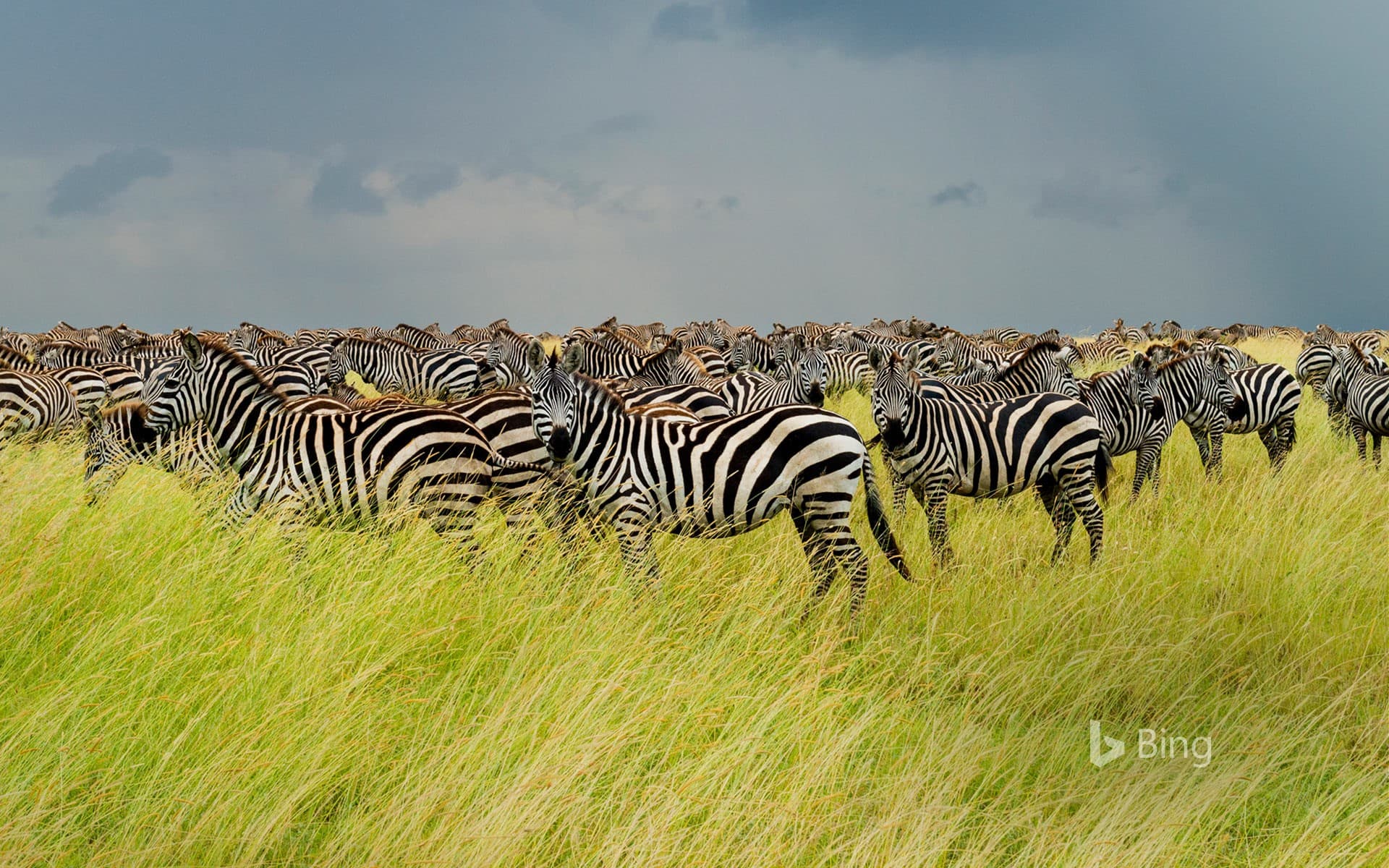 Bing Wallpaper: Zebras in Serengeti National Park, Tanzania