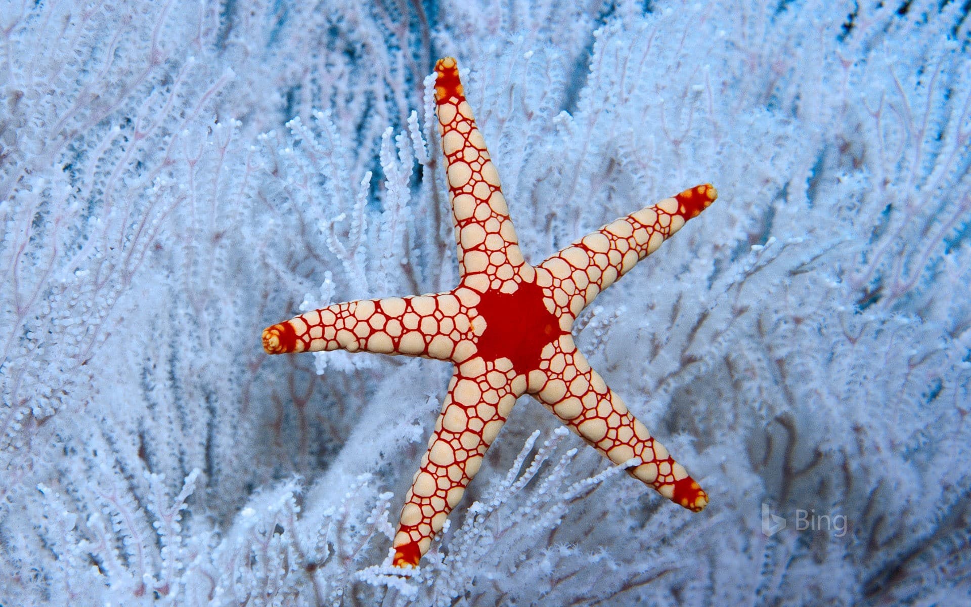 Bing Wallpaper: A peppermint sea star in a soft coral tree near the Seychelles