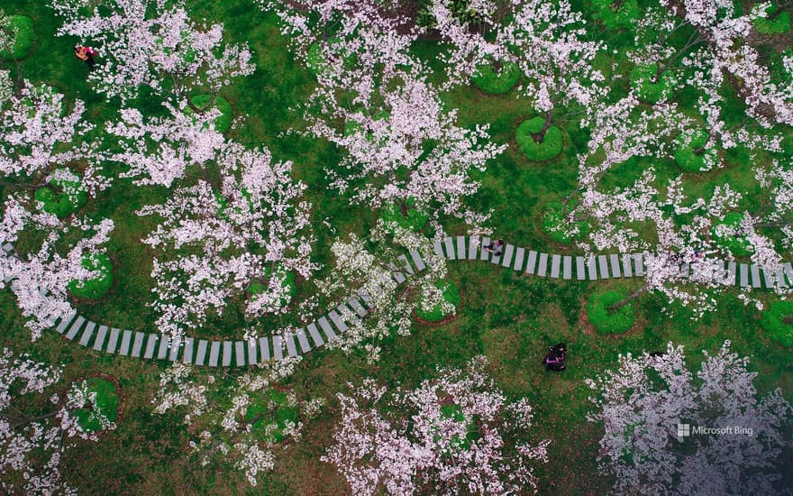 Cherry blossoms in Shanghai, China