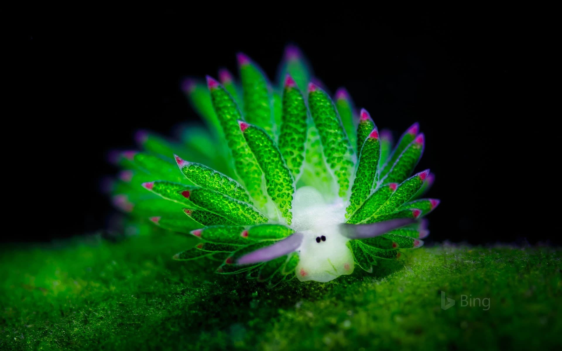 Bing Wallpaper: A sea slug in the waters off Bali, Indonesia