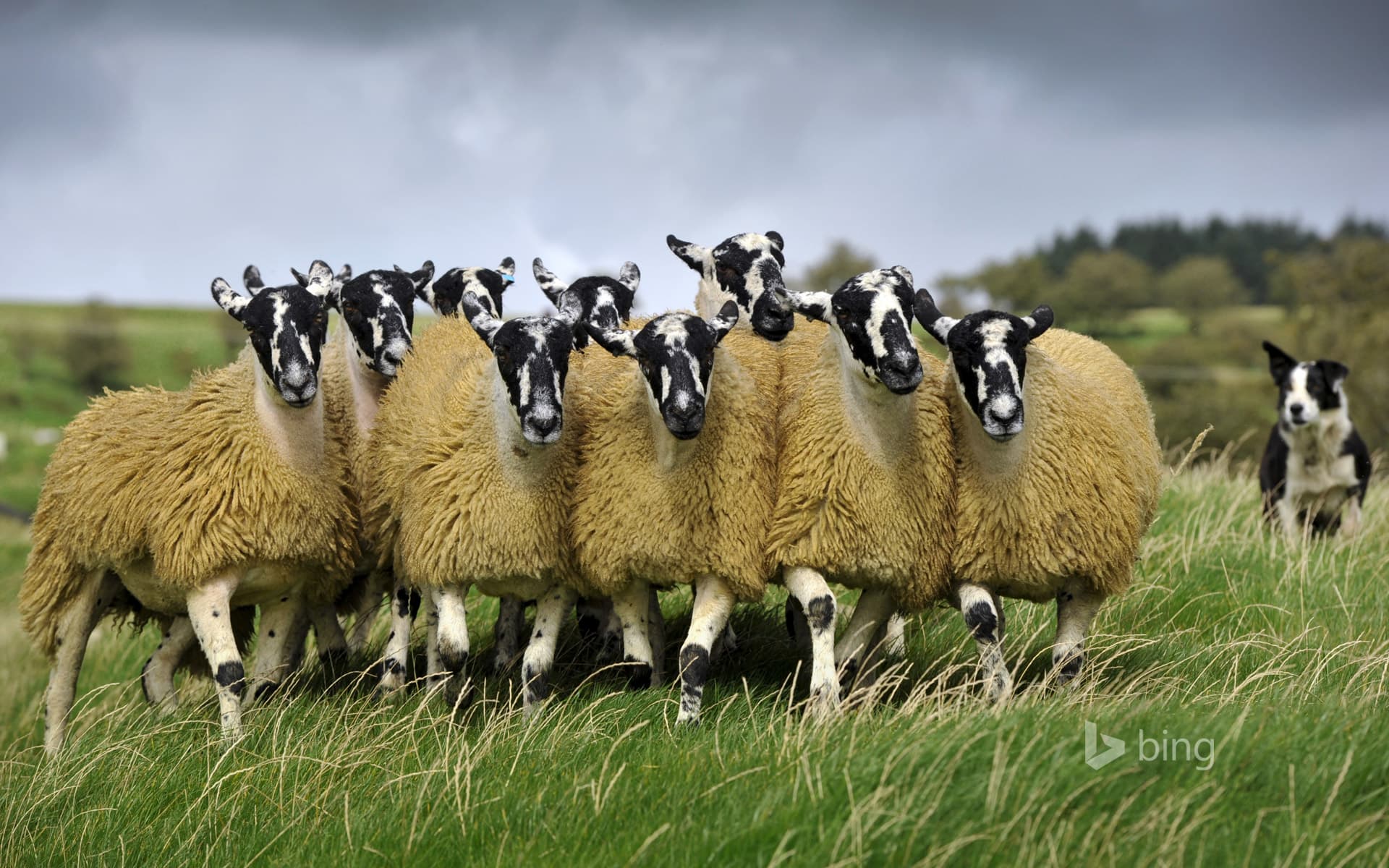 Bing Wallpaper: Sheep with a border collie in England