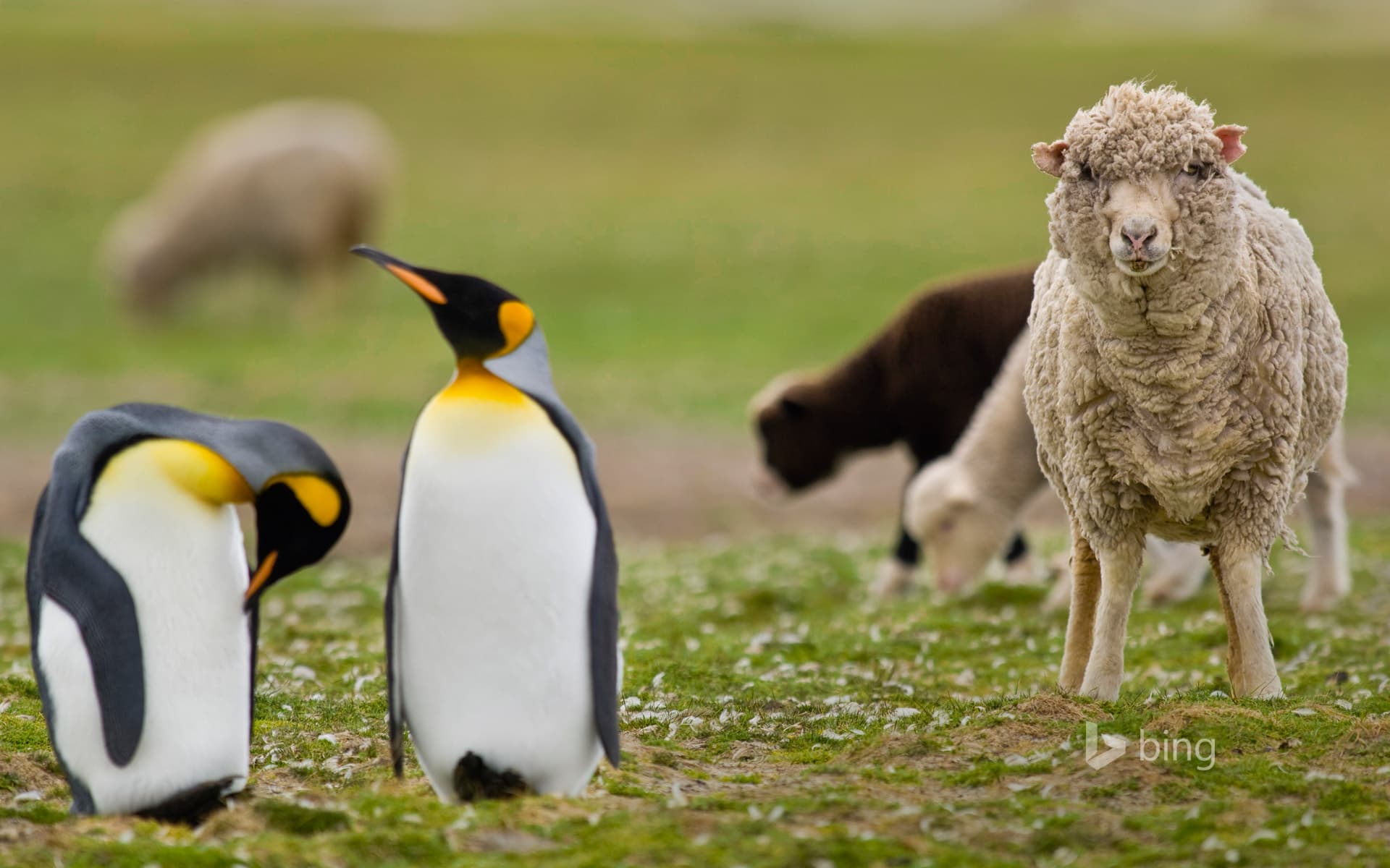 Bing Wallpaper: Sheep amid a king penguin colony in the Falkland Islands