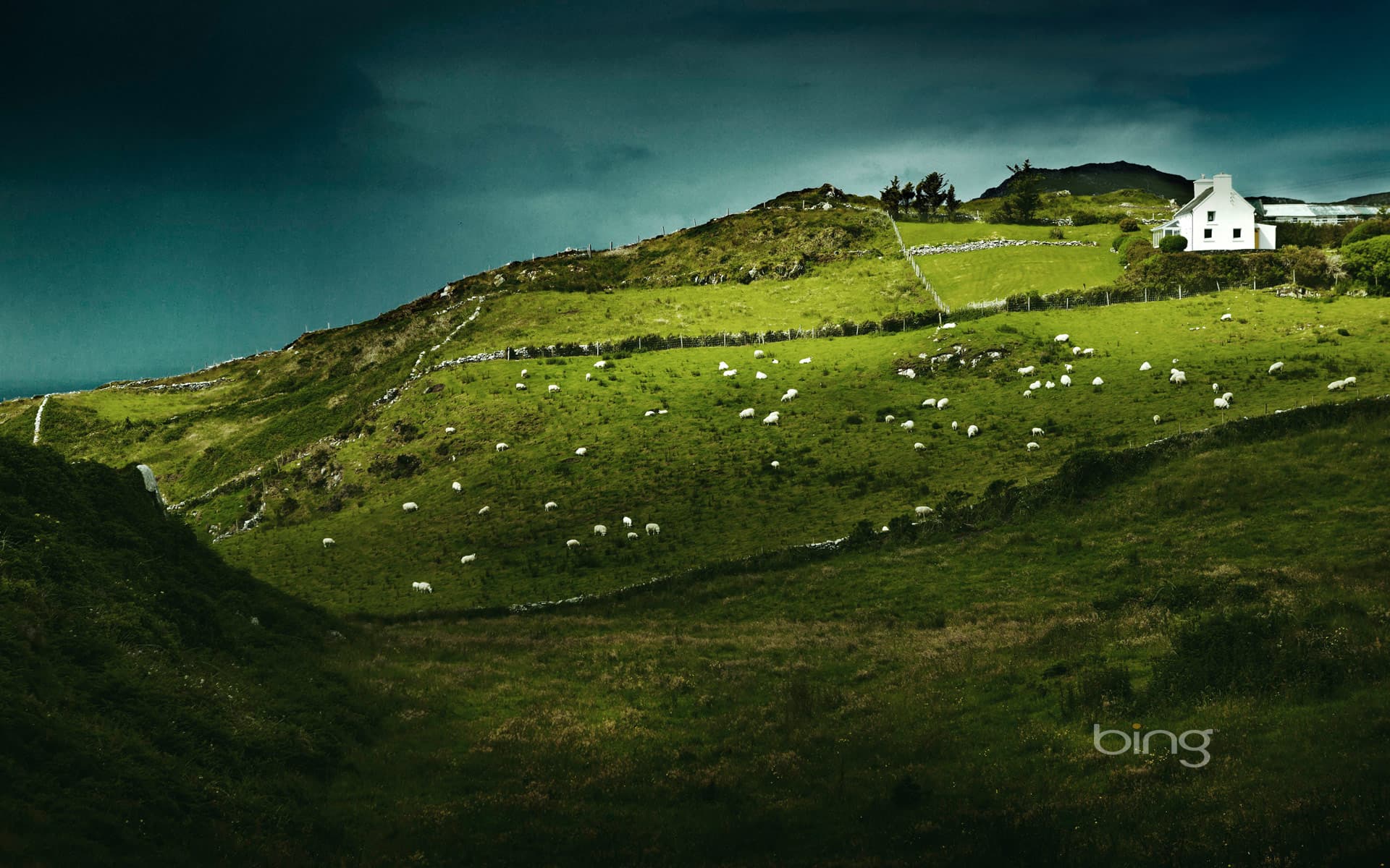 Bing Wallpaper: Sheep's Head, Ireland