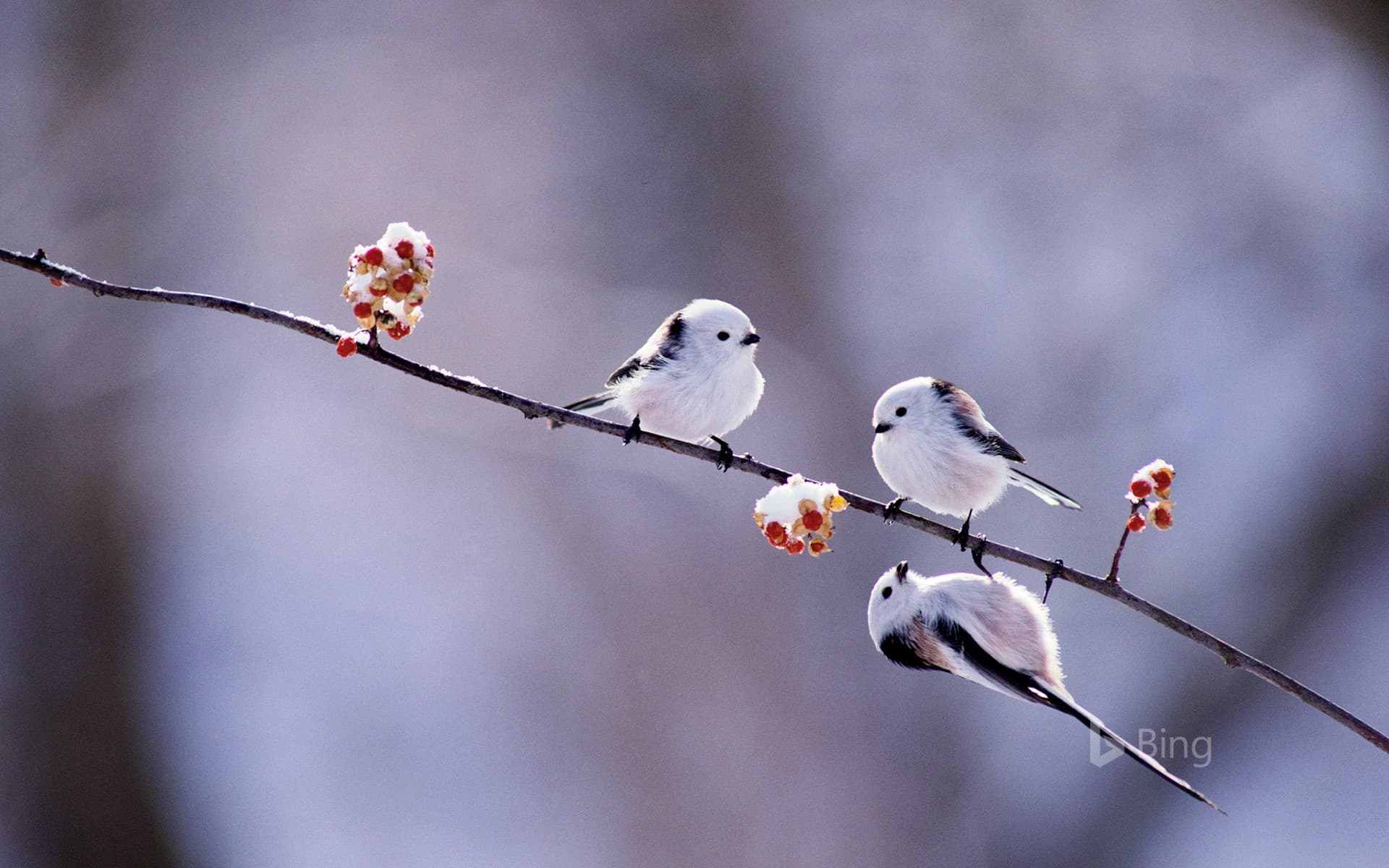Bing Wallpaper: Long-tailed tits on Asiatic bittersweet, Hokkaido, Japan