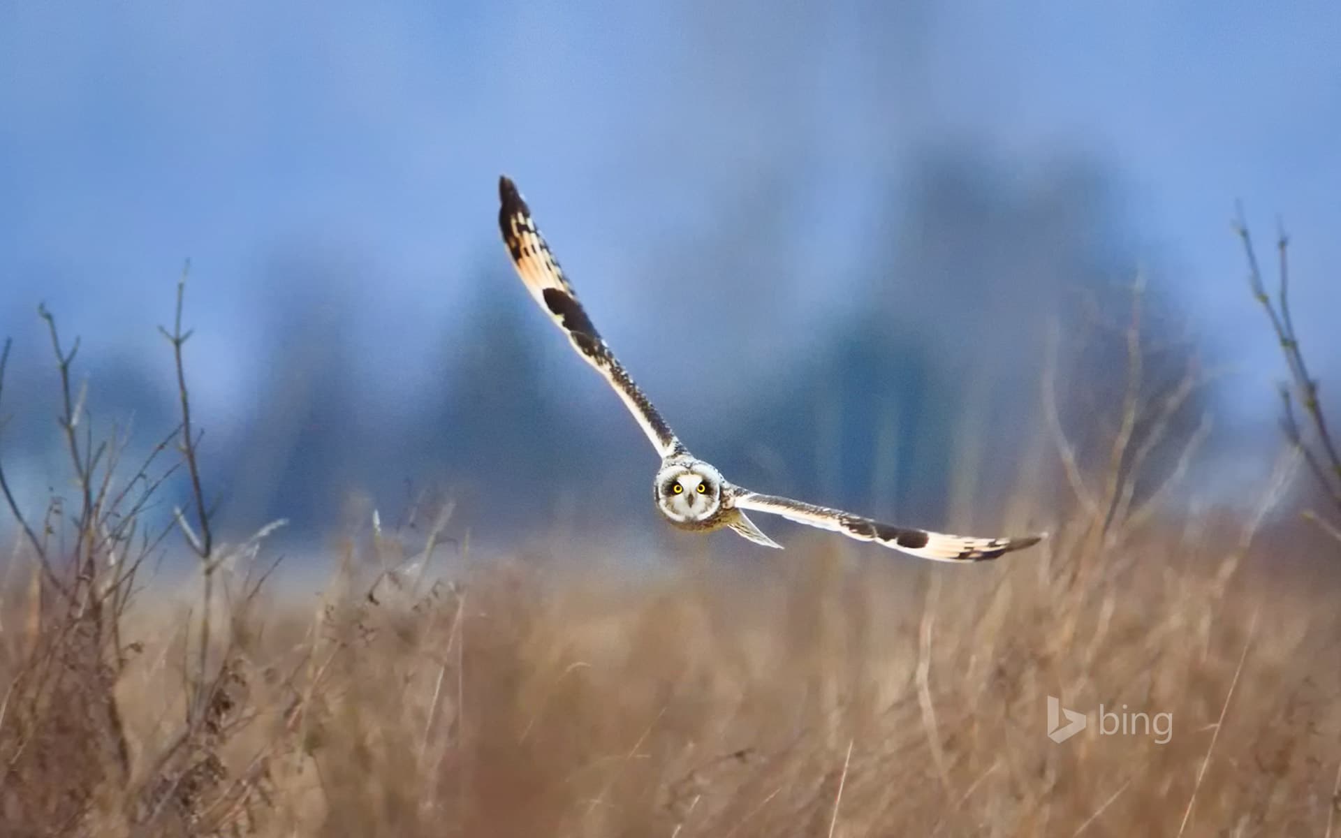 Bing Wallpaper: Short-eared owl, Samish Island, Washington