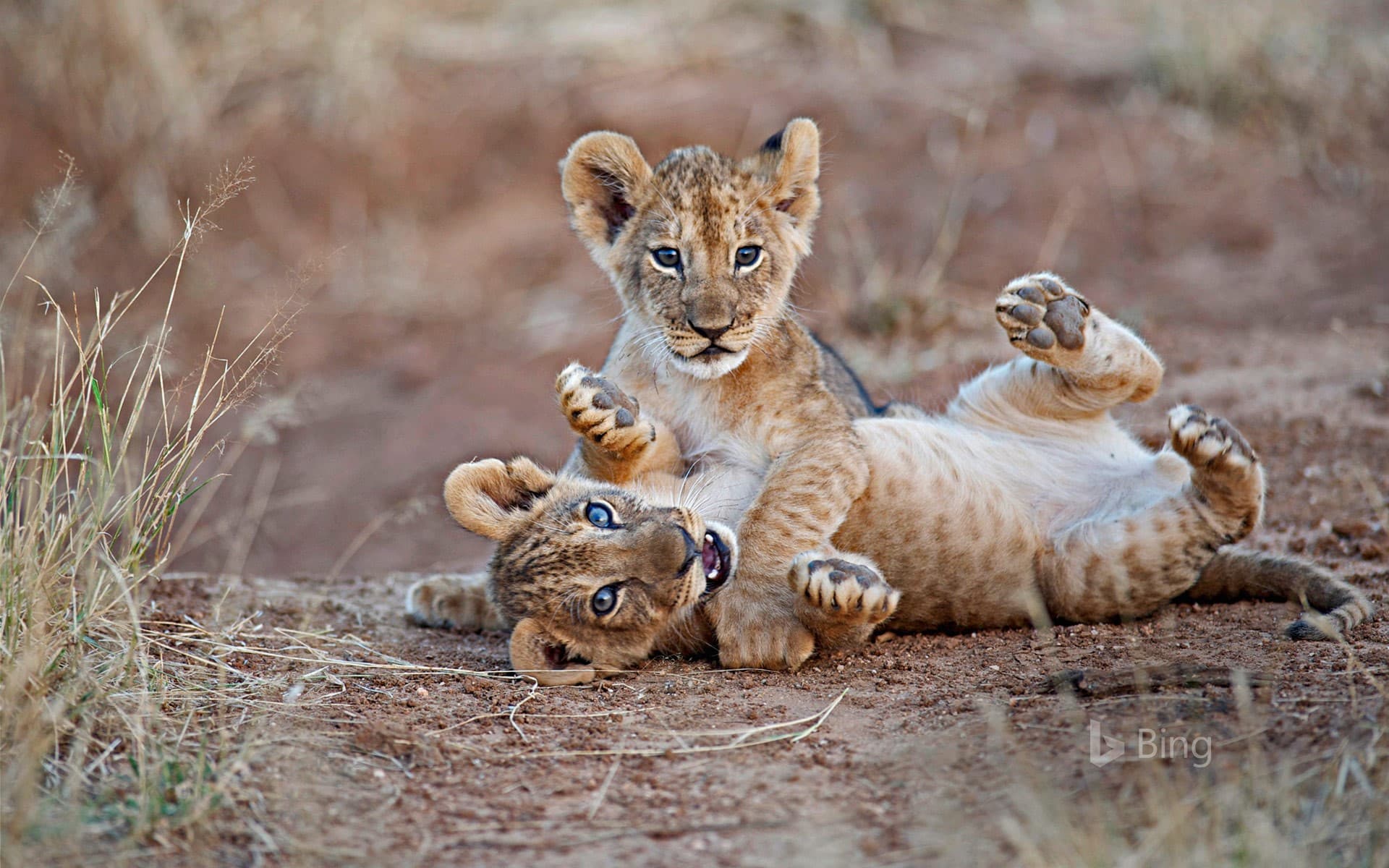 Bing Wallpaper: Lion cubs wrestling in Samburu National Reserve, Kenya