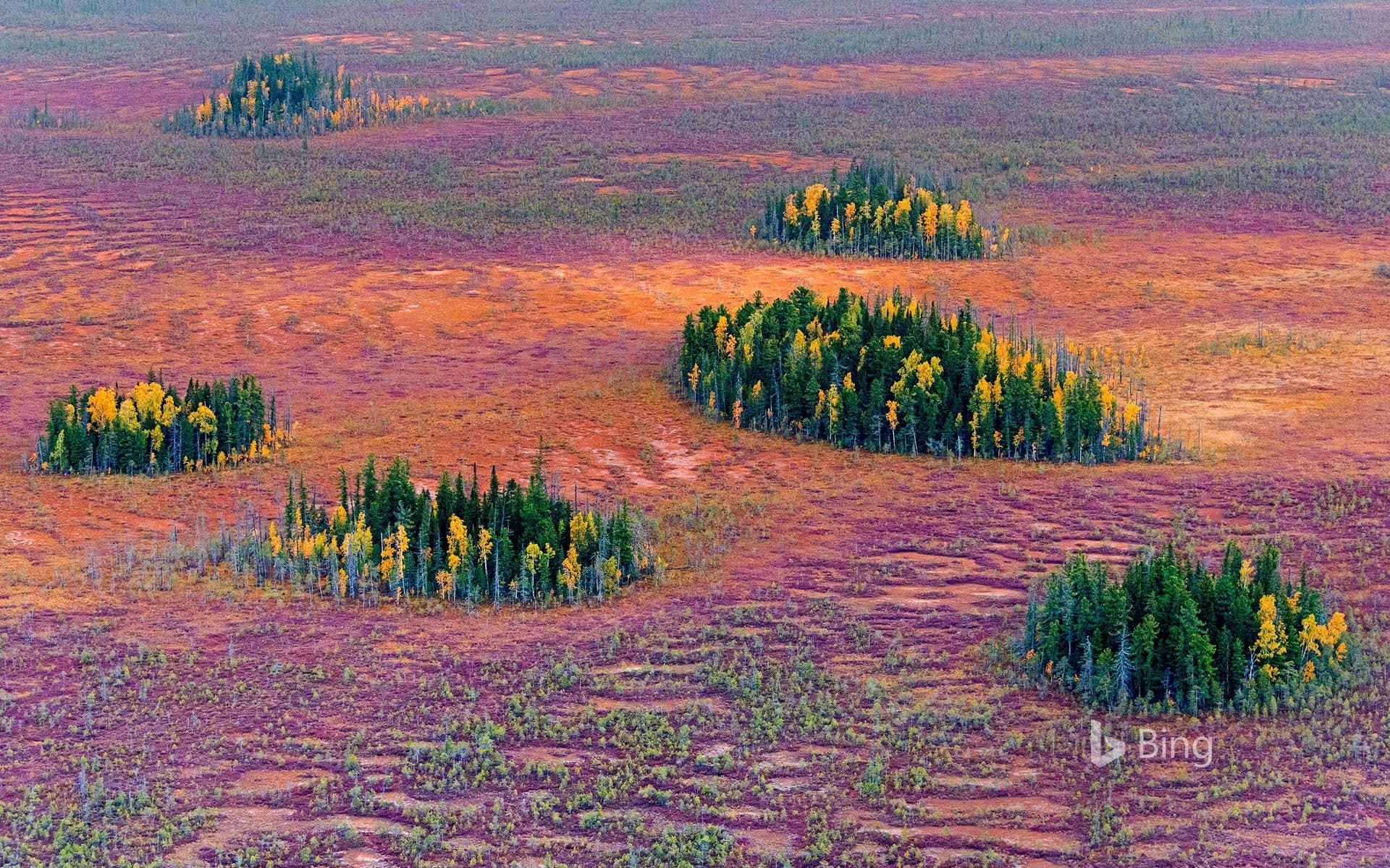 Bing Wallpaper: Autumn in the East Siberian taiga, Russia